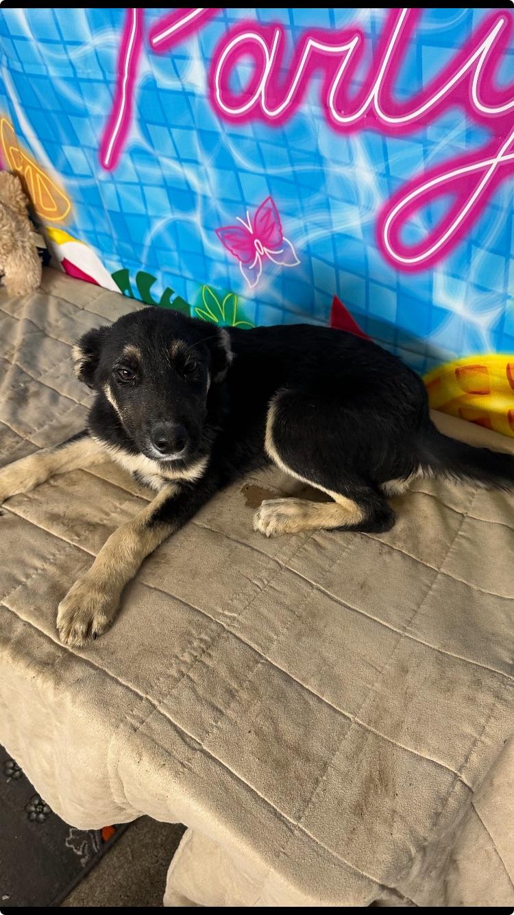 Margo Pup, ADOPTABLE, Puppy Female Labrador Retriever & Mixed Breed.