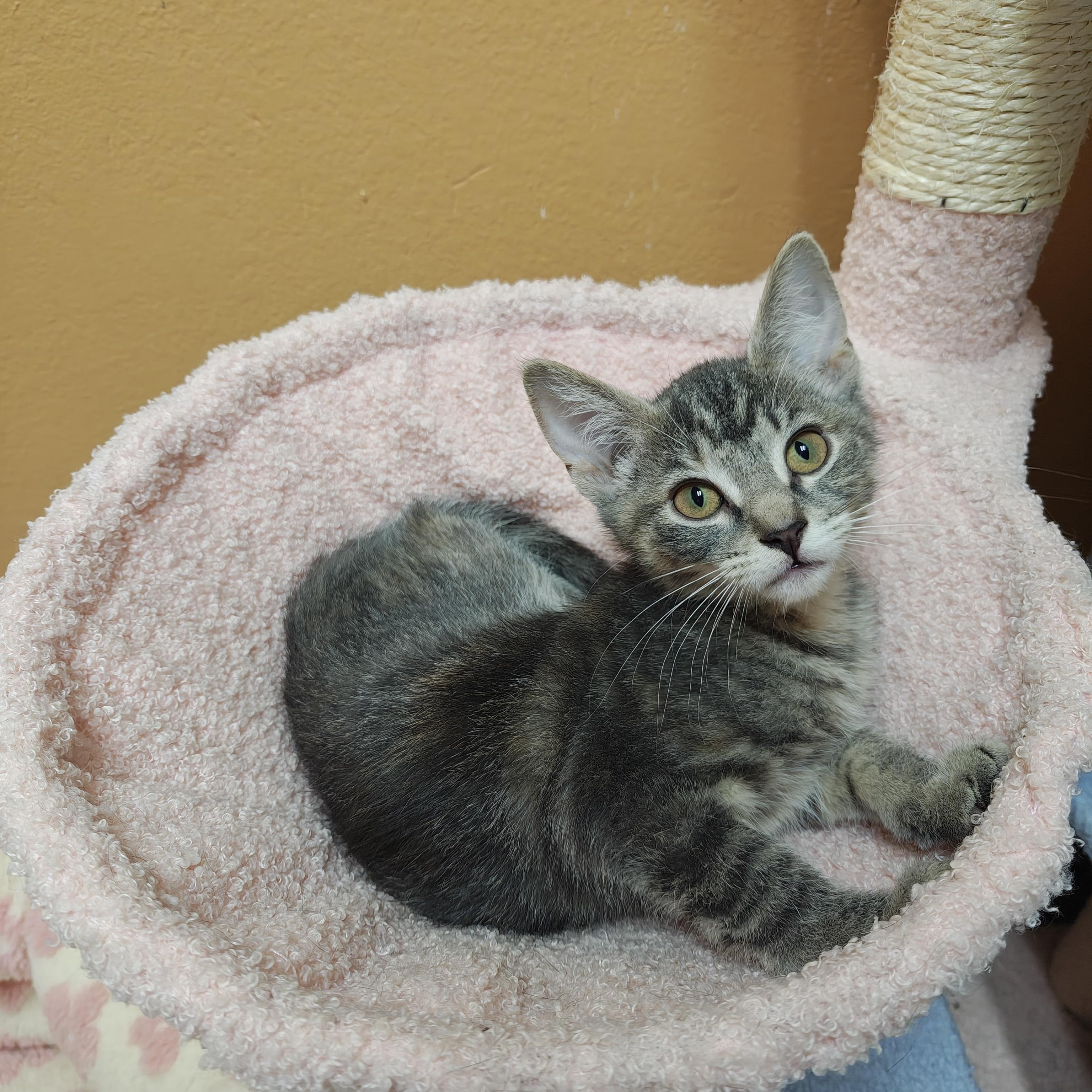 LadyBug, a Adoptable Domestic Short Hair in Oconto, WI image 3/4