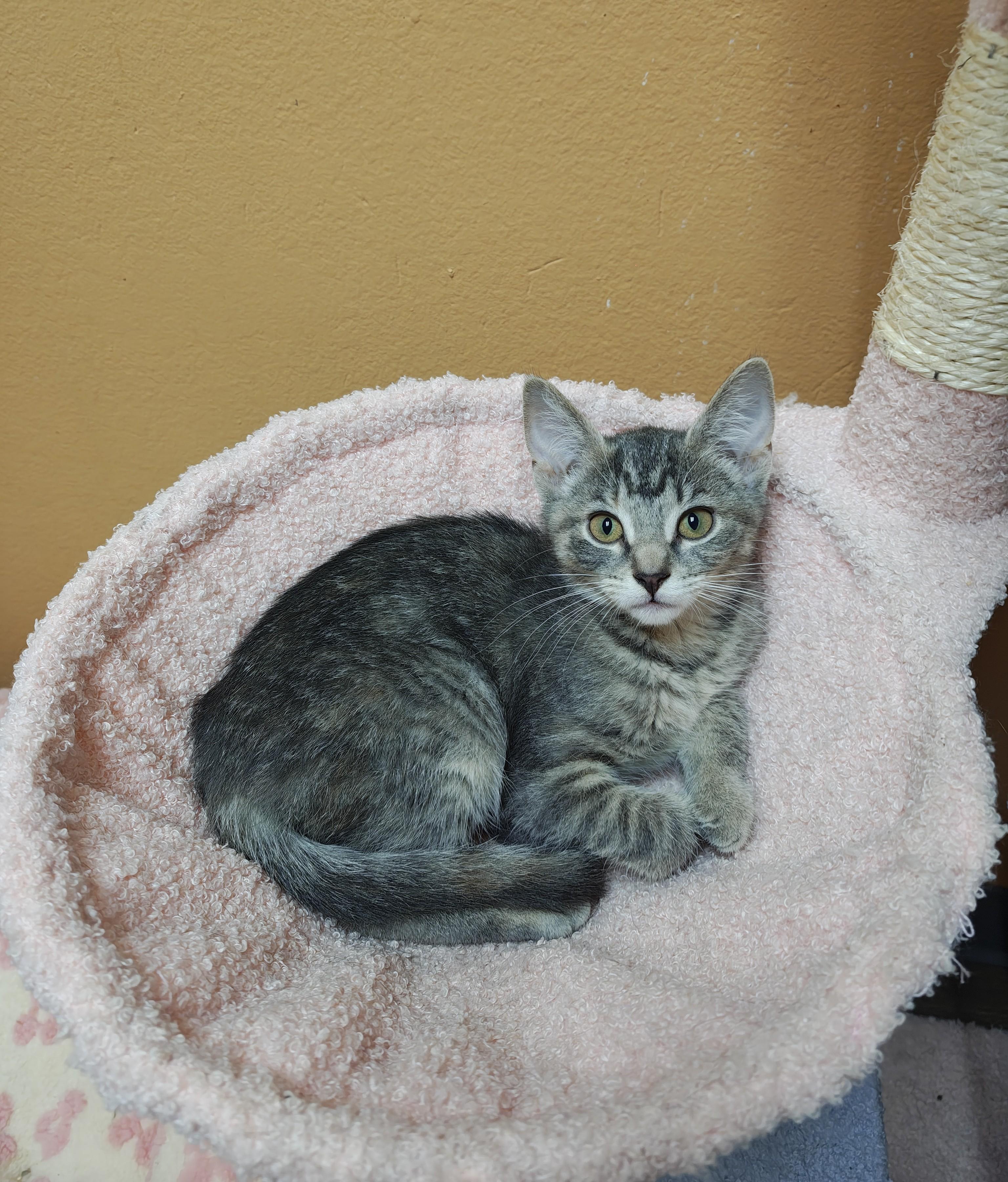 LadyBug, Adoptable, Kitten Female Domestic Short Hair.