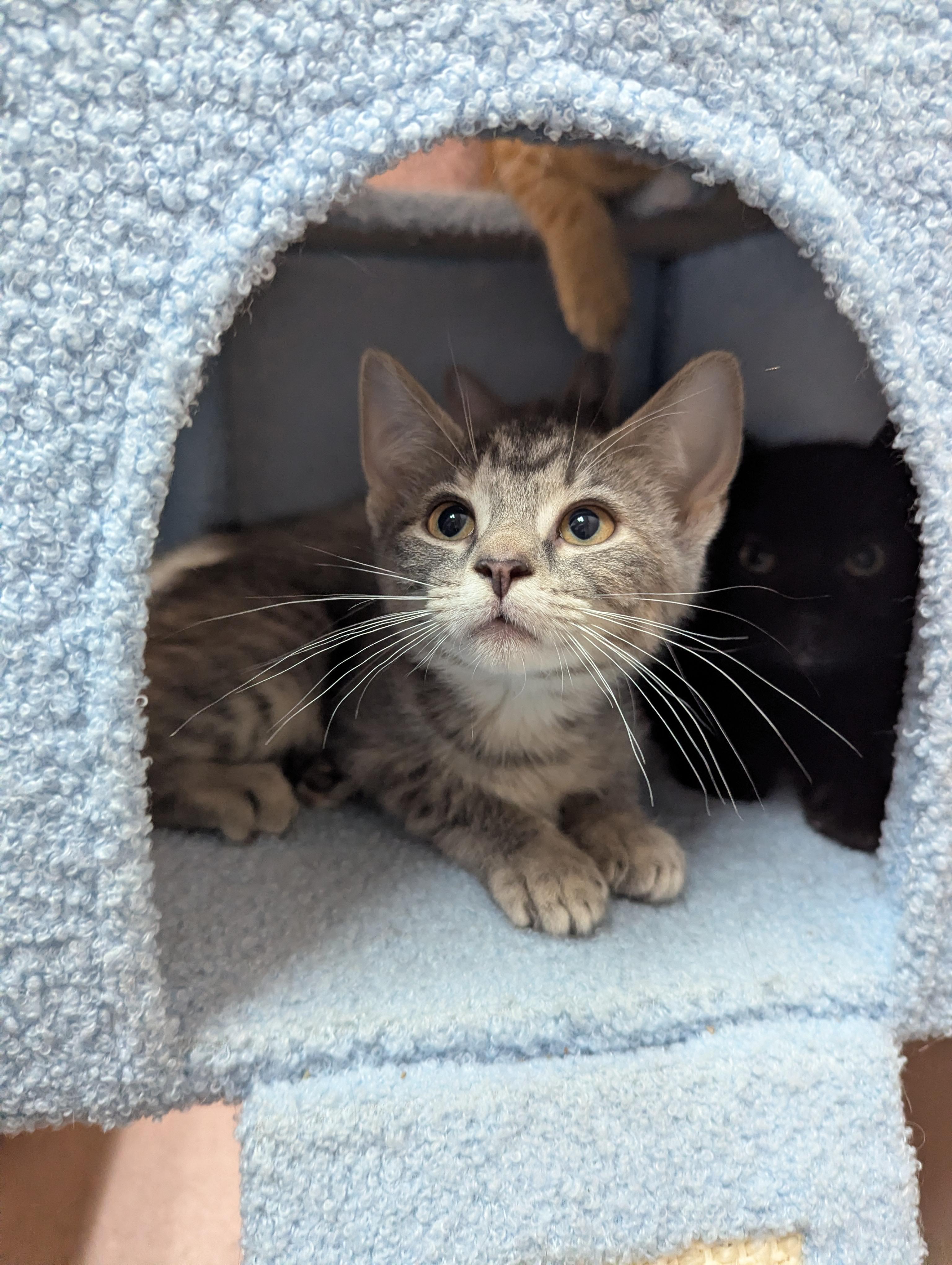 LadyBug, a Adoptable Domestic Short Hair in Oconto, WI image 2/4