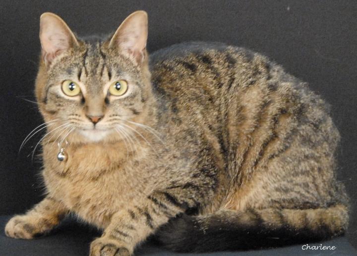 Enlarge Cane, a Adoptable Domestic Short Hair in Newland, NC image 1/2
