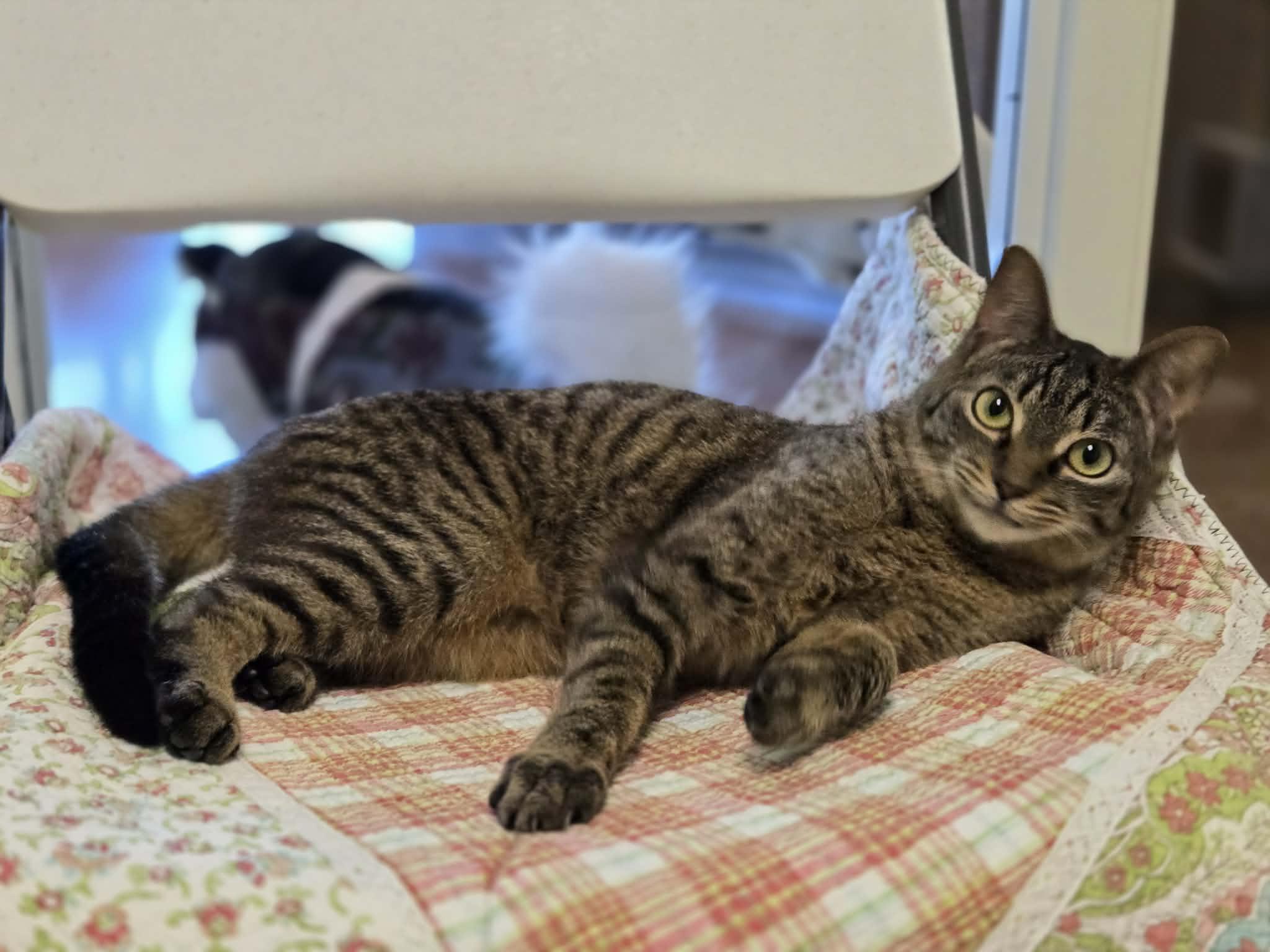 Cane, Adoptable, Adult Male Domestic Short Hair.