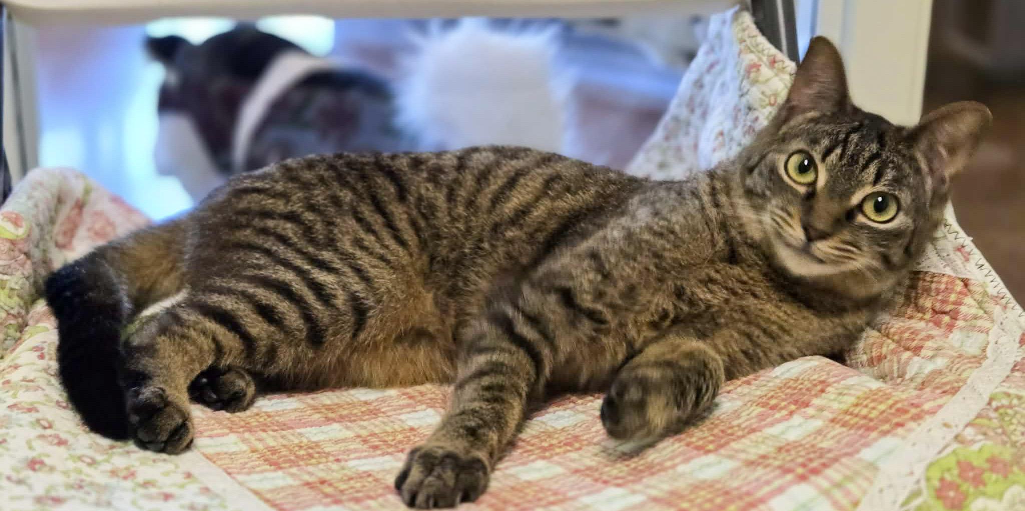 Enlarge Cane, a Adoptable Domestic Short Hair in Newland, NC image 4/4