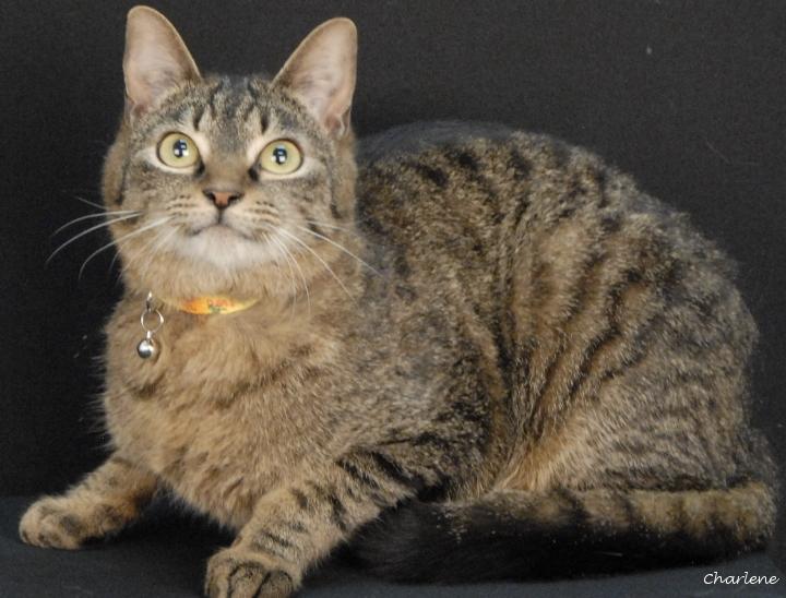 Enlarge Cane, a Adoptable Domestic Short Hair in Newland, NC image 2/2