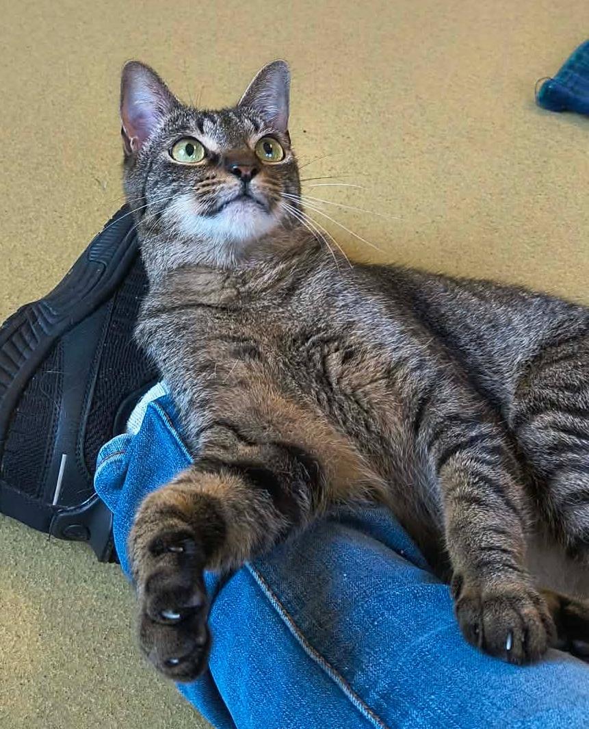 Enlarge Cane, a Adoptable Domestic Short Hair in Newland, NC image 2/4