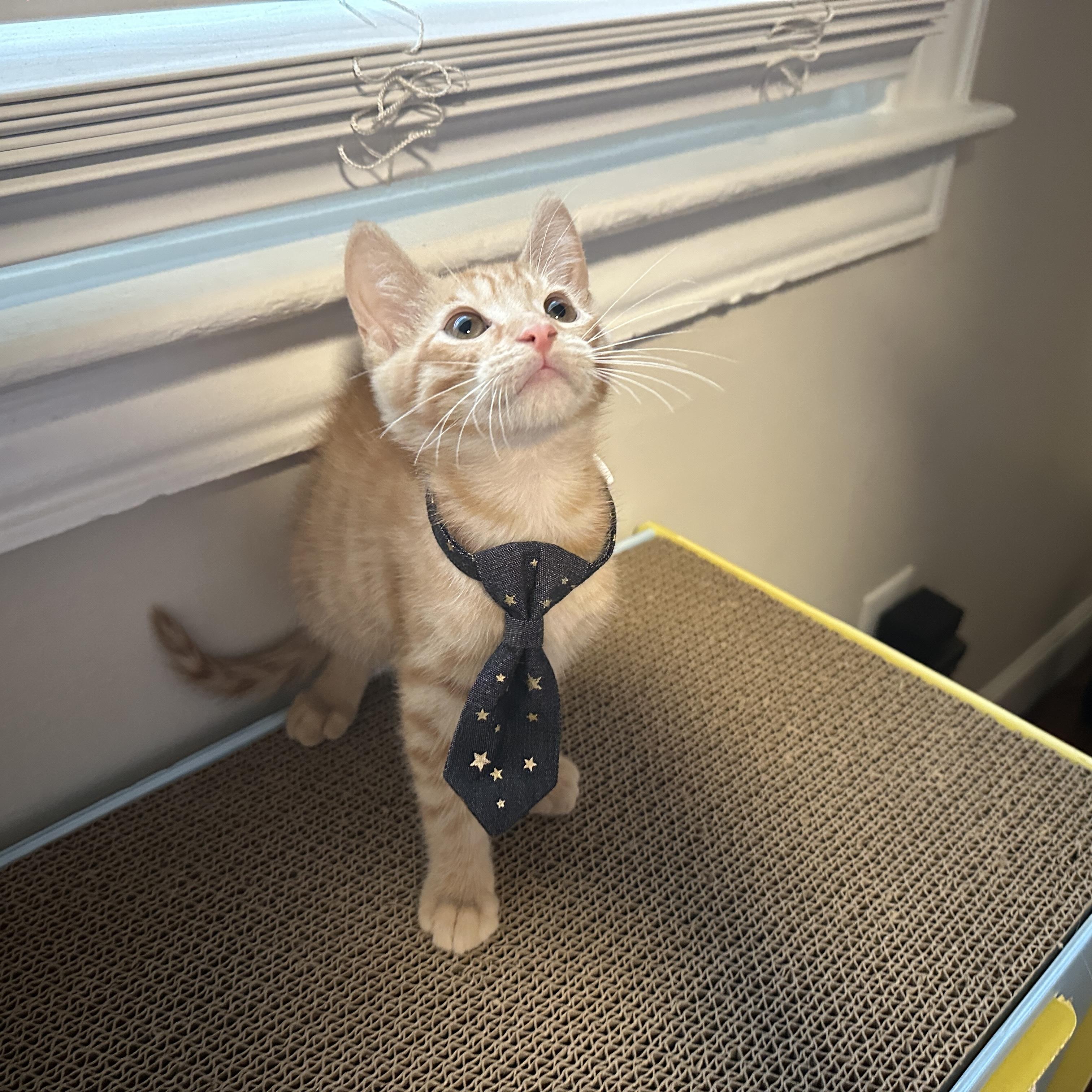 Enlarge Simba, a Adopted Domestic Short Hair in Mauldin, SC image 2/4