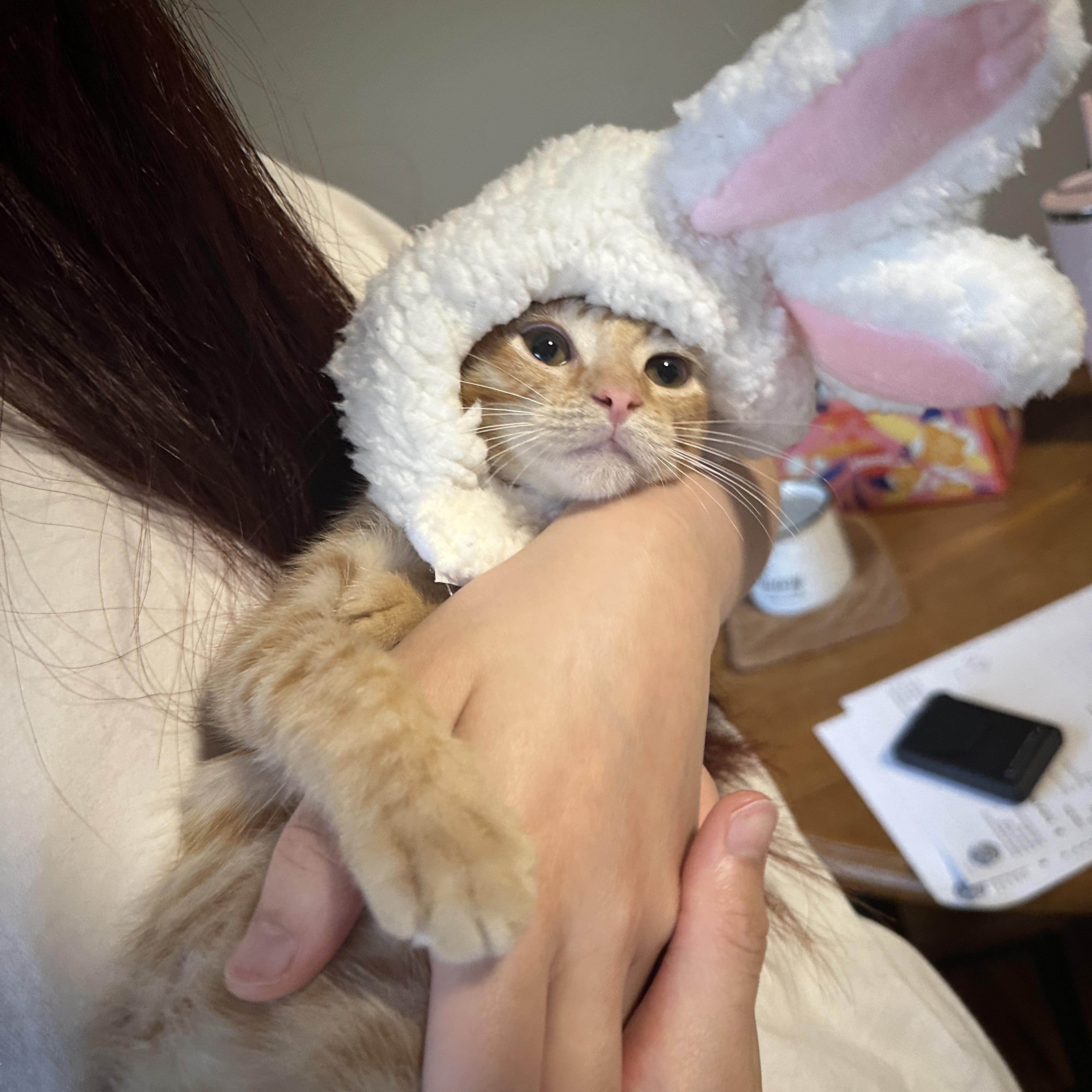 Enlarge Simba, a Adopted Domestic Short Hair in Mauldin, SC image 3/4