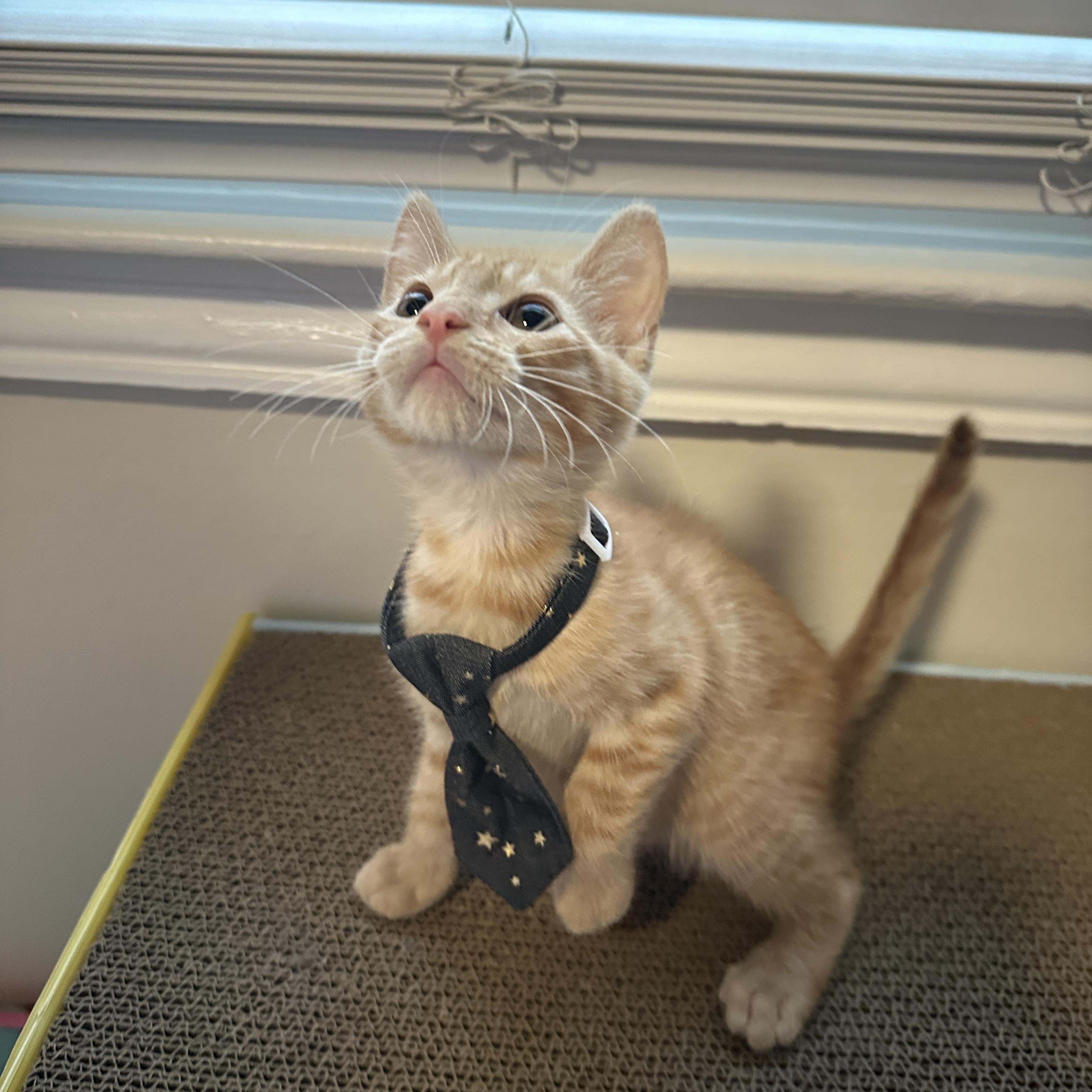 Simba, Adopted, Kitten Male Domestic Short Hair.
