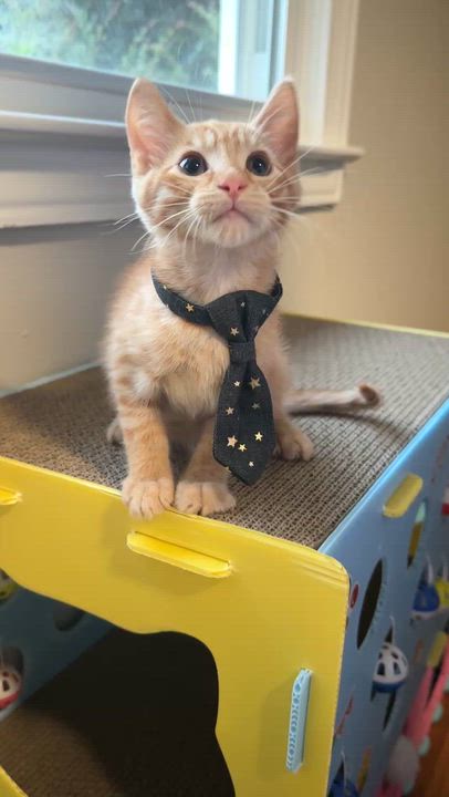 Enlarge Simba, a Adopted Domestic Short Hair in Mauldin, SC video 4/4