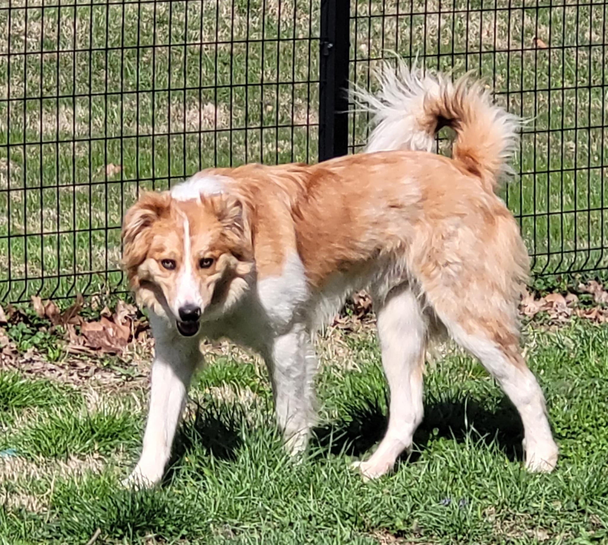 Enlarge Riley, a ADOPTABLE mixed breed in Clarksburg, MD image 5/6
