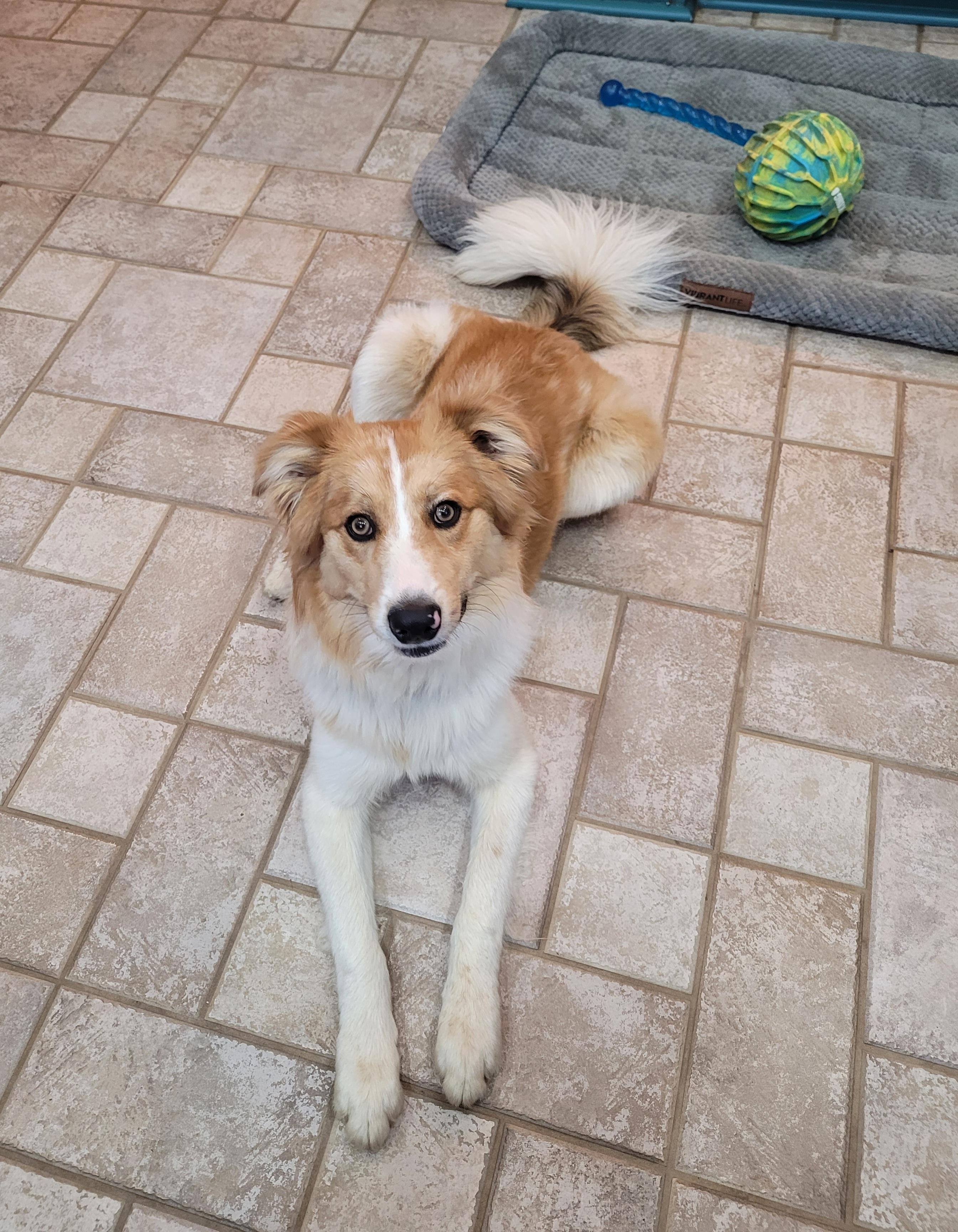 Riley, ADOPTABLE, Young Male Collie.