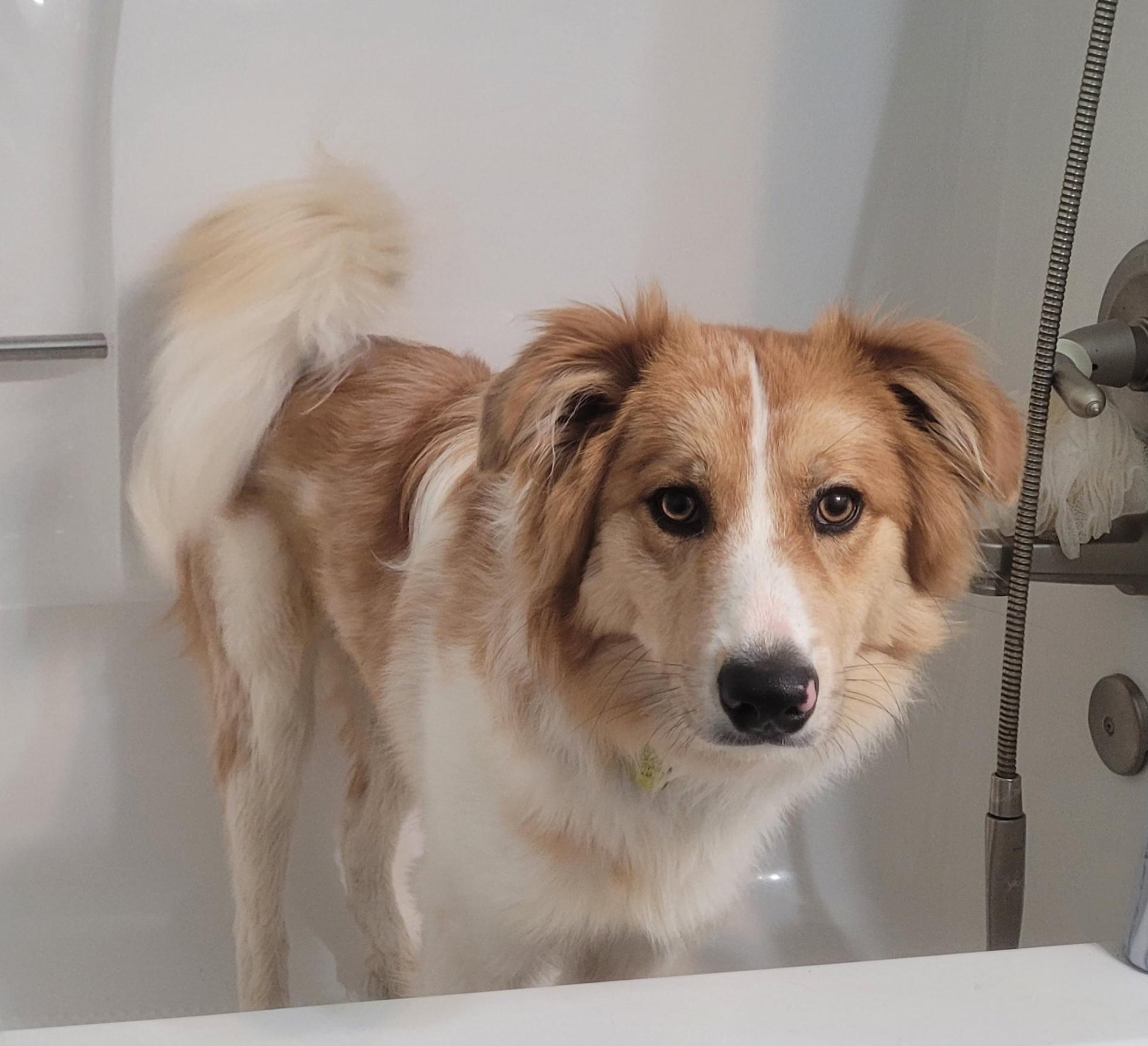 Enlarge Riley, a ADOPTABLE mixed breed in Clarksburg, MD image 2/6