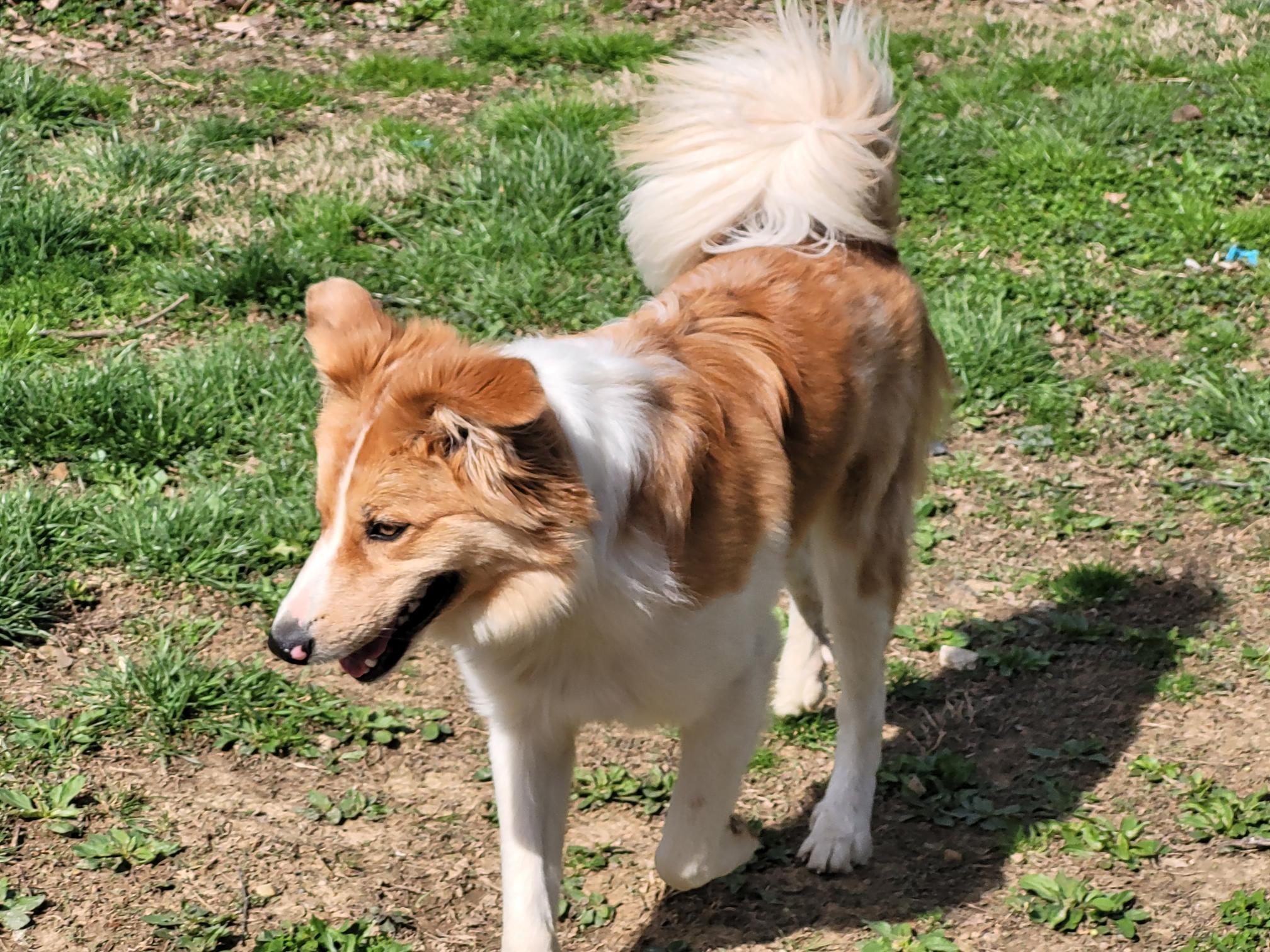 Enlarge Riley, a ADOPTABLE mixed breed in Clarksburg, MD image 6/6