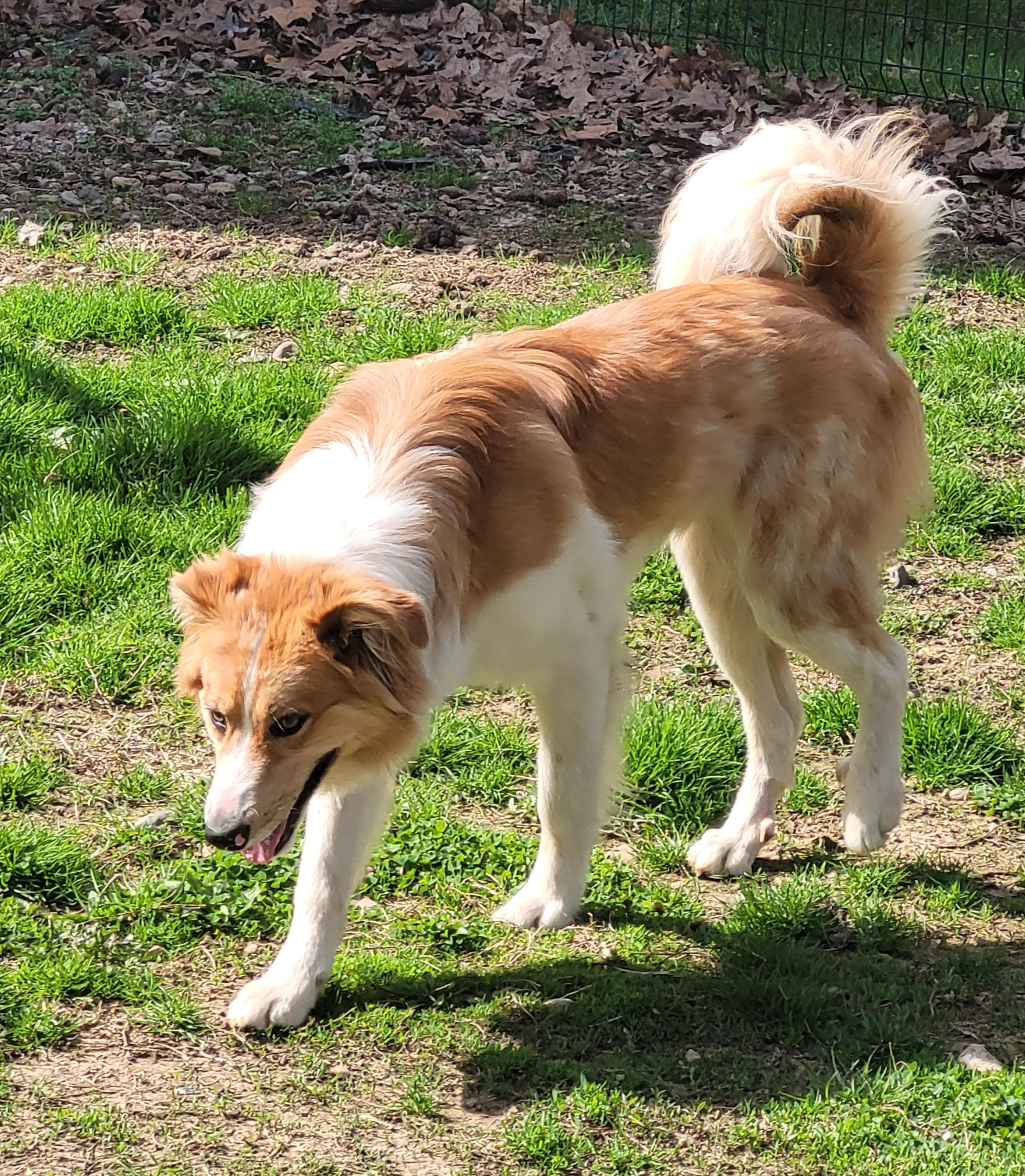 Enlarge Riley, a ADOPTABLE mixed breed in Clarksburg, MD image 3/6