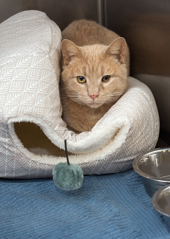 Buddy, a Adoptable Domestic Short Hair in Smithfield, VA image 1/12