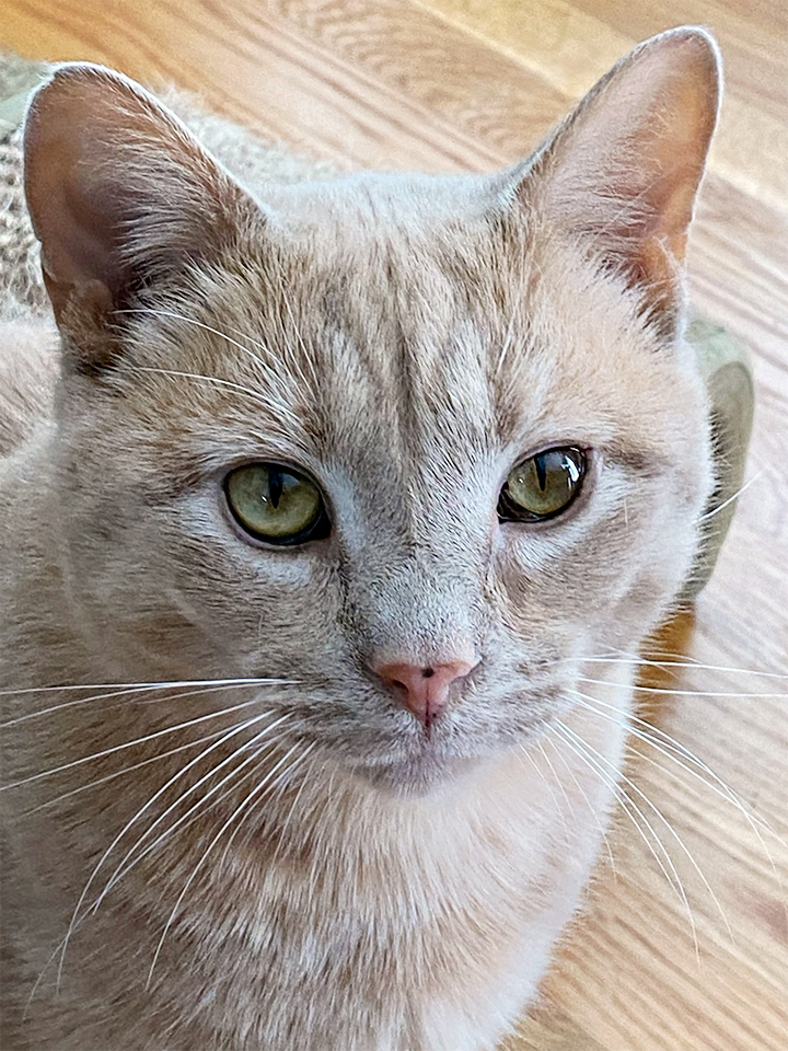 Buddy, a Adoptable Domestic Short Hair in Smithfield, VA image 2/12