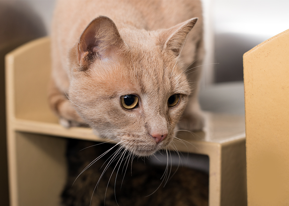 Buddy, a Adoptable Domestic Short Hair in Smithfield, VA image 3/12