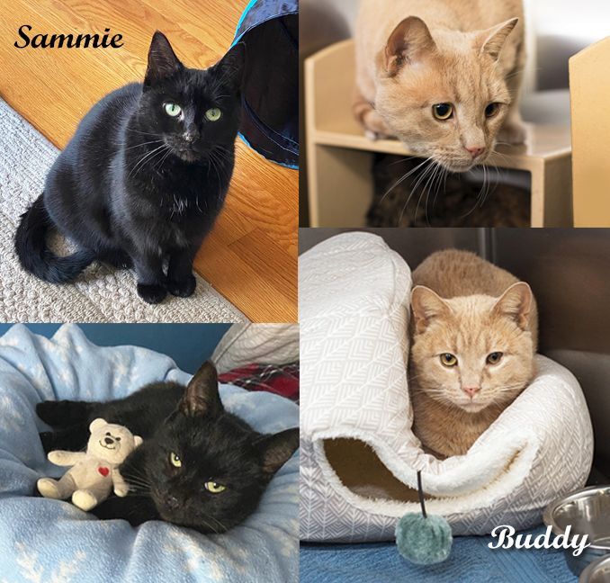 Buddy, Adoptable, Adult Male Domestic Short Hair.