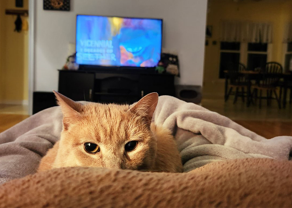 Buddy, a Adoptable Domestic Short Hair in Smithfield, VA image 6/12