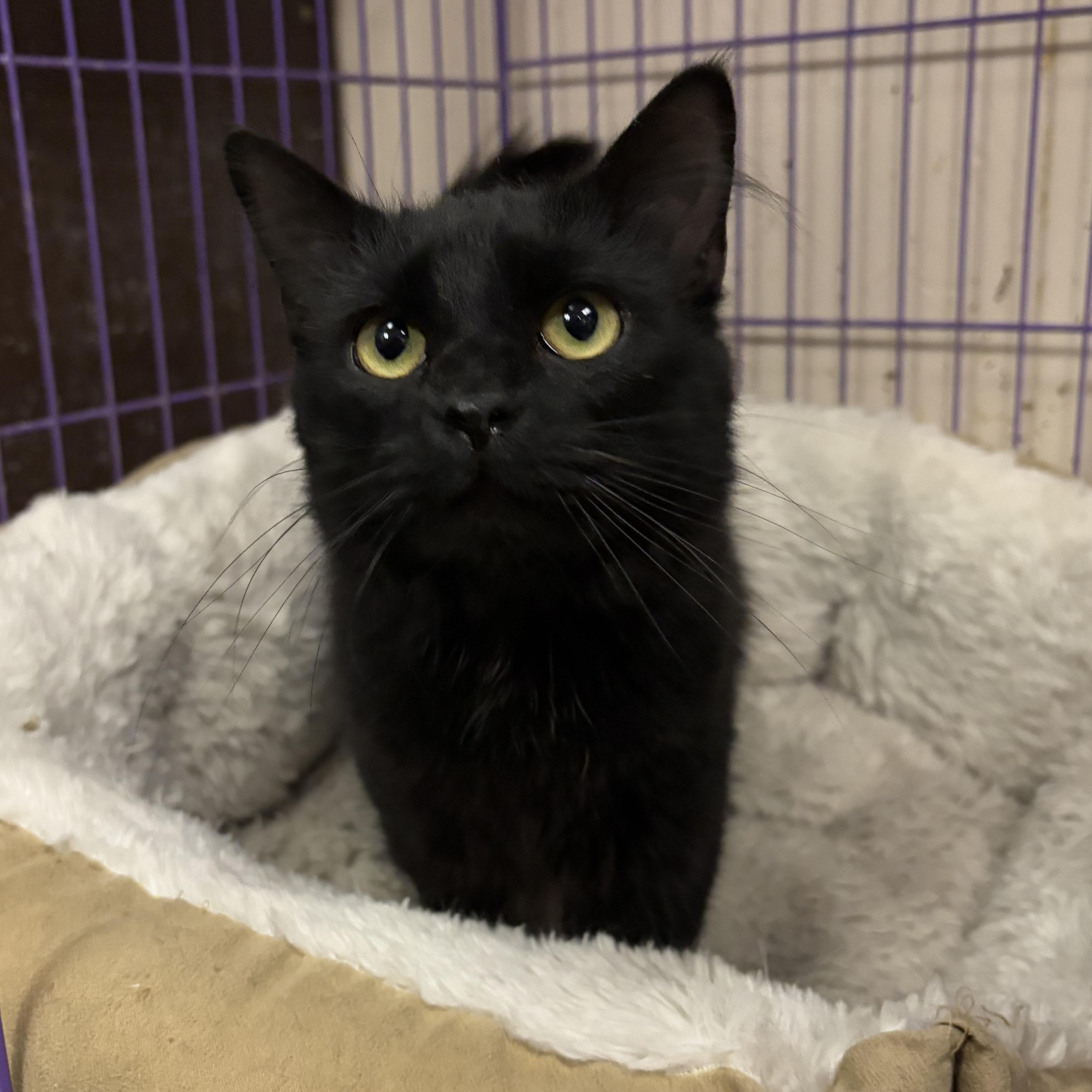 Bronco & Bugatti, a Adopted Domestic Medium Hair in Leavenworth, KS image 4/4