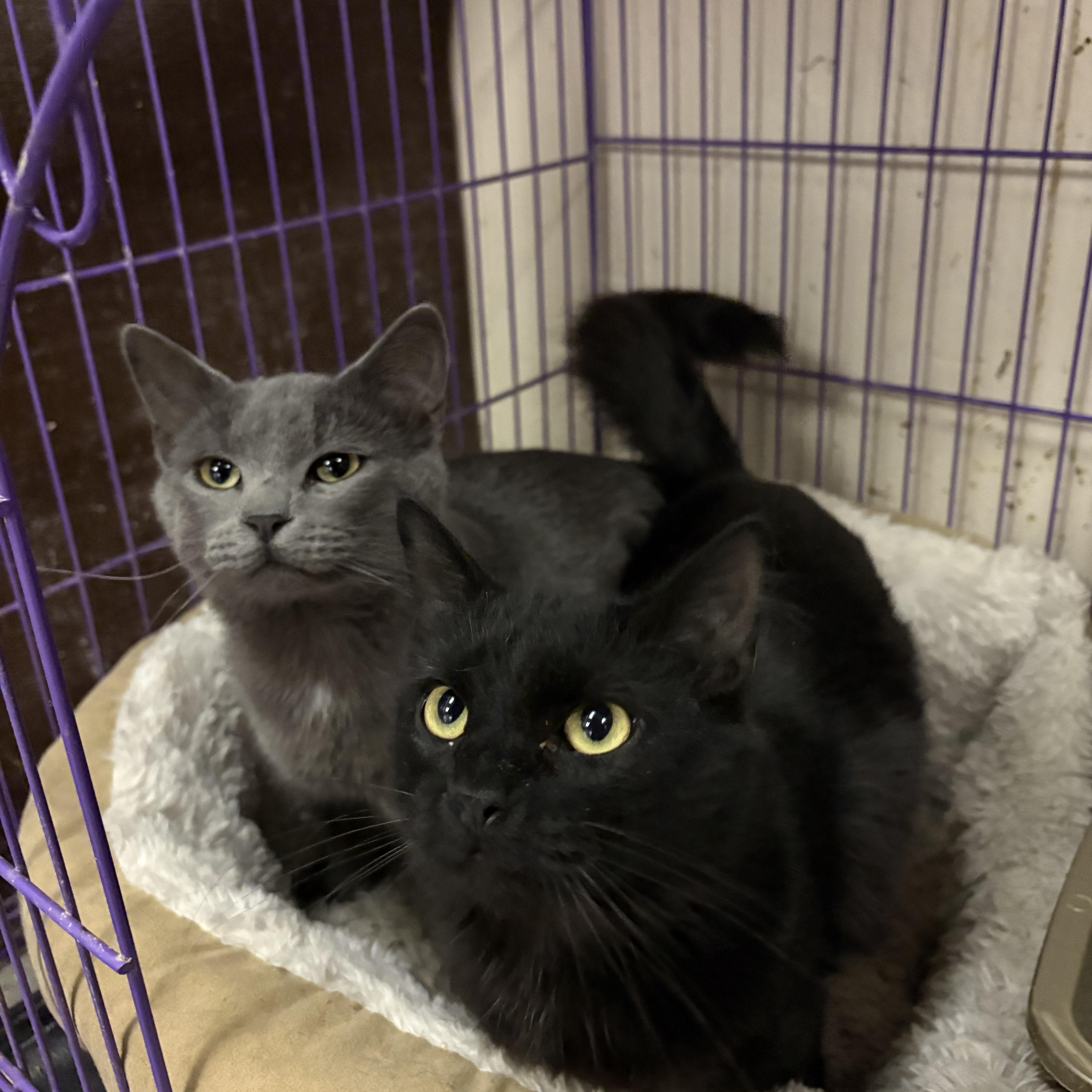 Bronco & Bugatti, a Adopted Domestic Medium Hair in Leavenworth, KS image 1/4