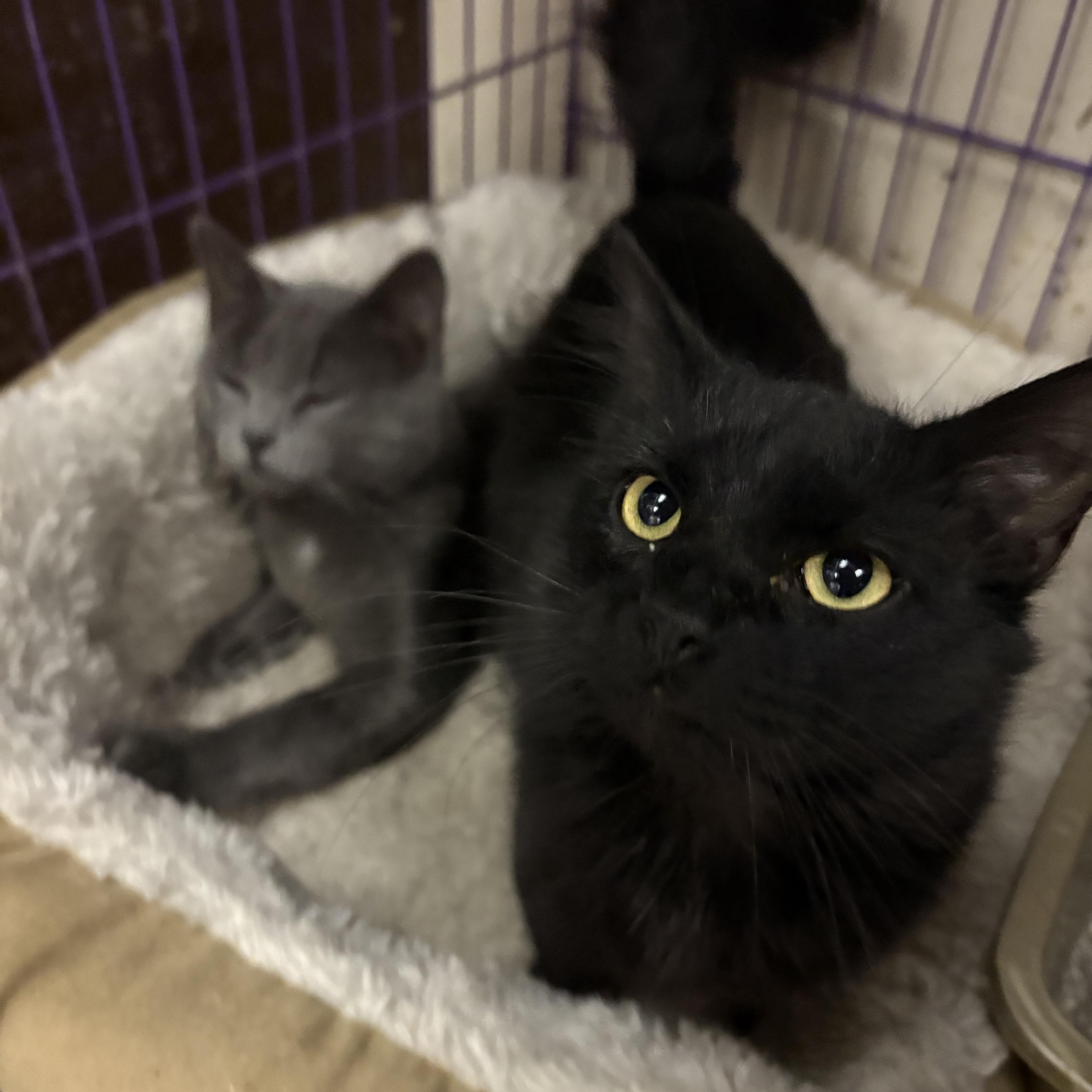 Bronco & Bugatti, a Adopted Domestic Medium Hair in Leavenworth, KS image 2/4