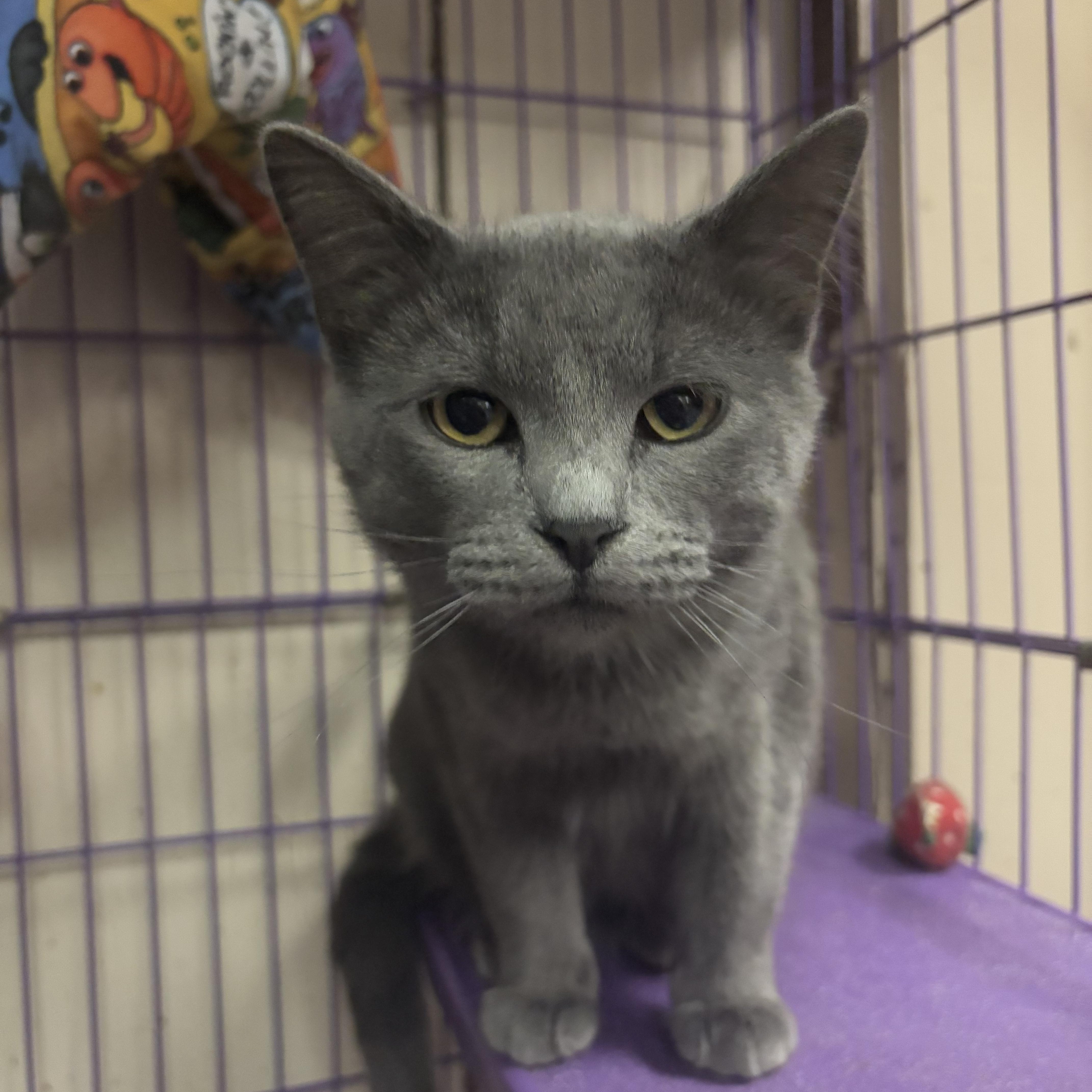 Bronco & Bugatti, a Adopted Domestic Medium Hair in Leavenworth, KS image 3/4