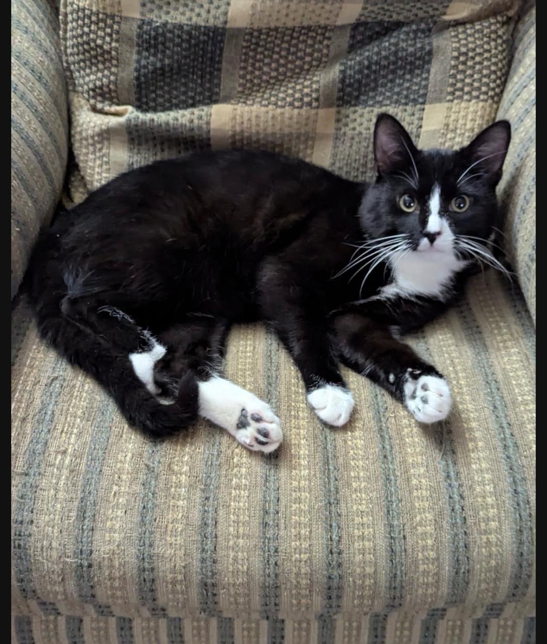 Enlarge Chaplin, an adopted Domestic Short Hair in Decatur, IL image 3/5