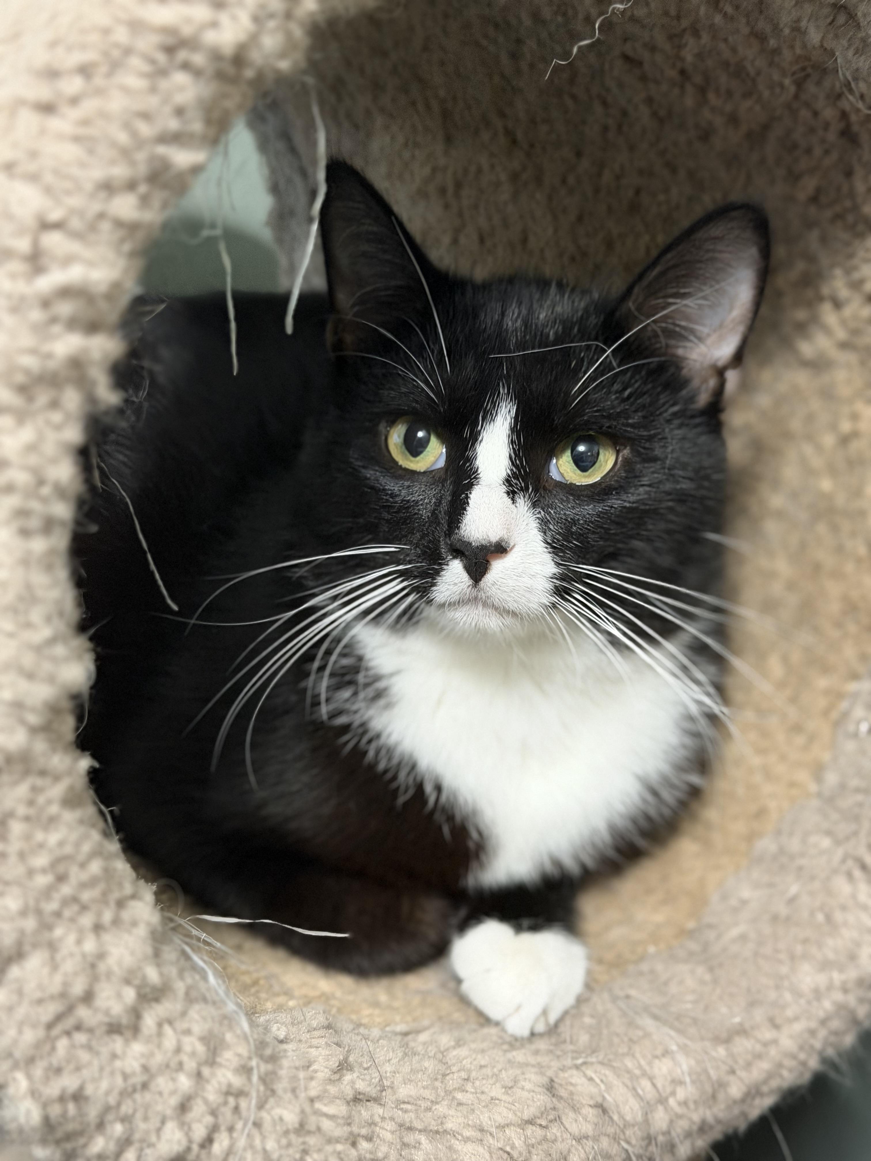 Enlarge Chaplin, an adopted Domestic Short Hair in Decatur, IL image 2/5