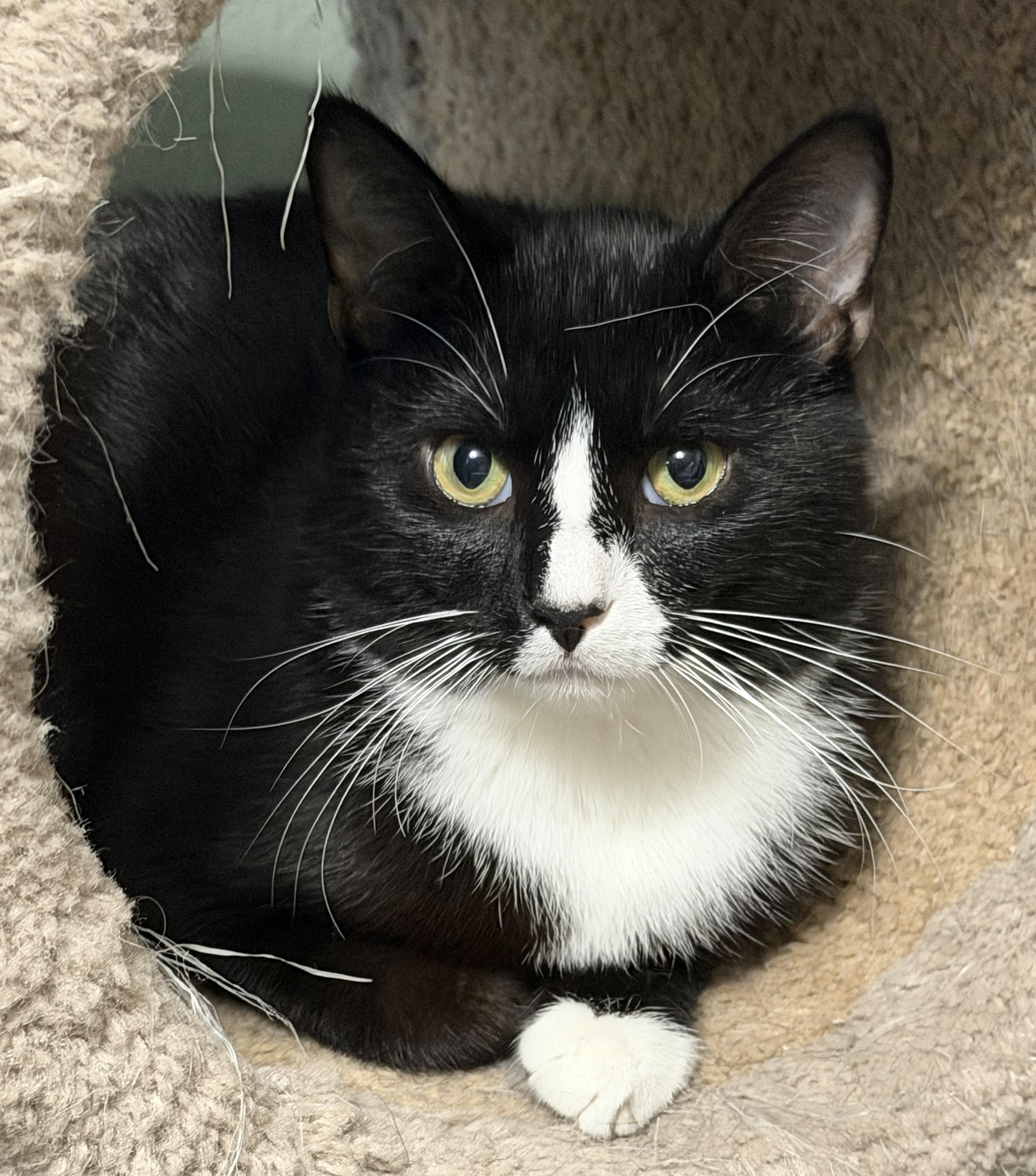 Chaplin, adopted, Kitten Male Domestic Short Hair.