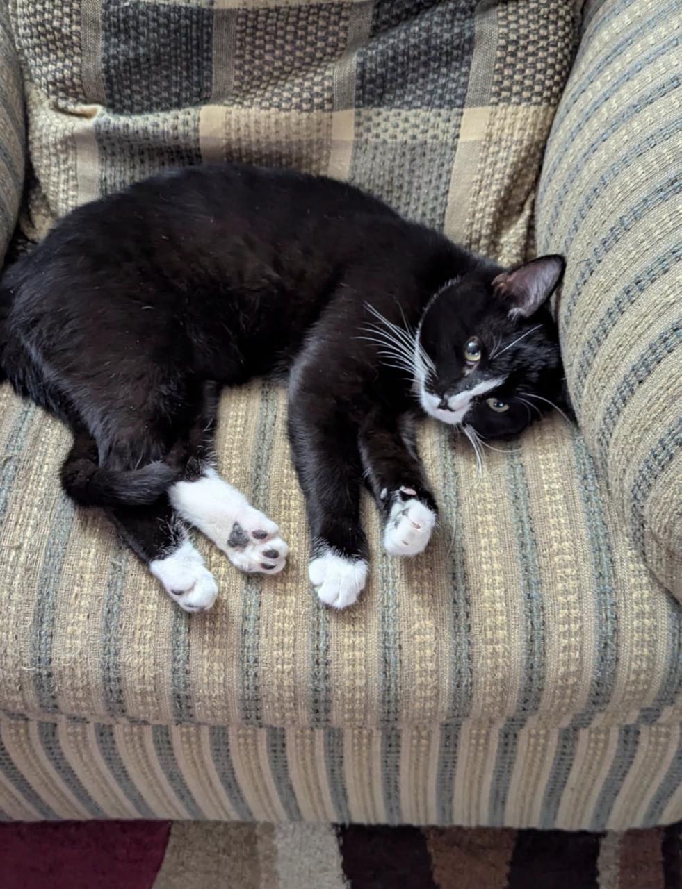 Enlarge Chaplin, an adopted Domestic Short Hair in Decatur, IL image 4/5