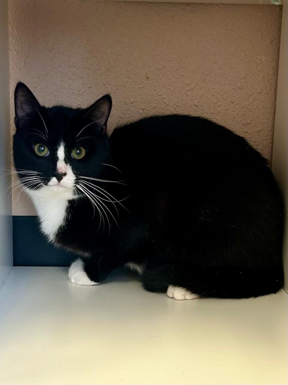 Enlarge Chaplin, an adopted Domestic Short Hair in Decatur, IL image 5/5