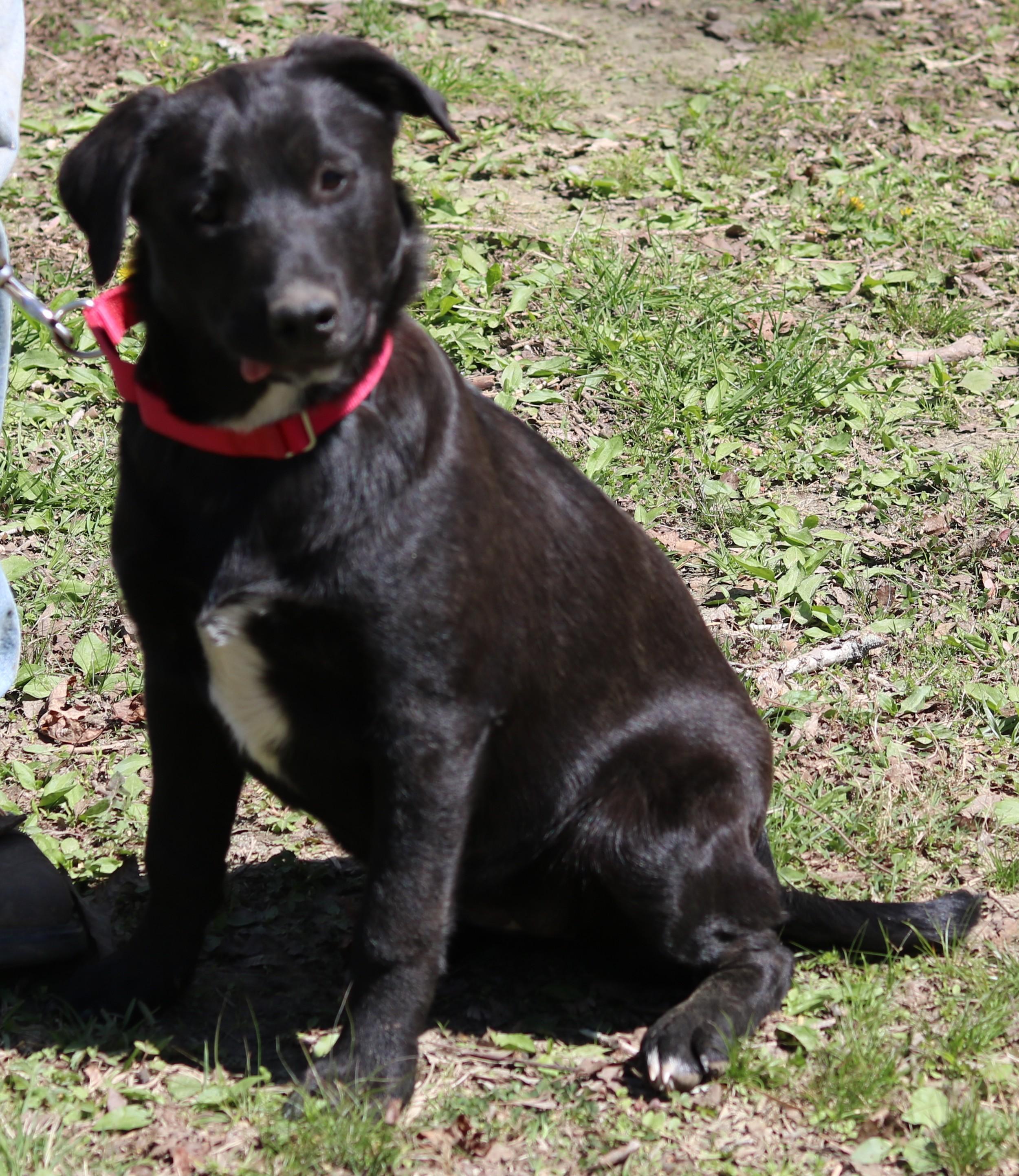 Enlarge Taz, a ADOPTABLE mixed breed in Cedartown, GA image 3/3