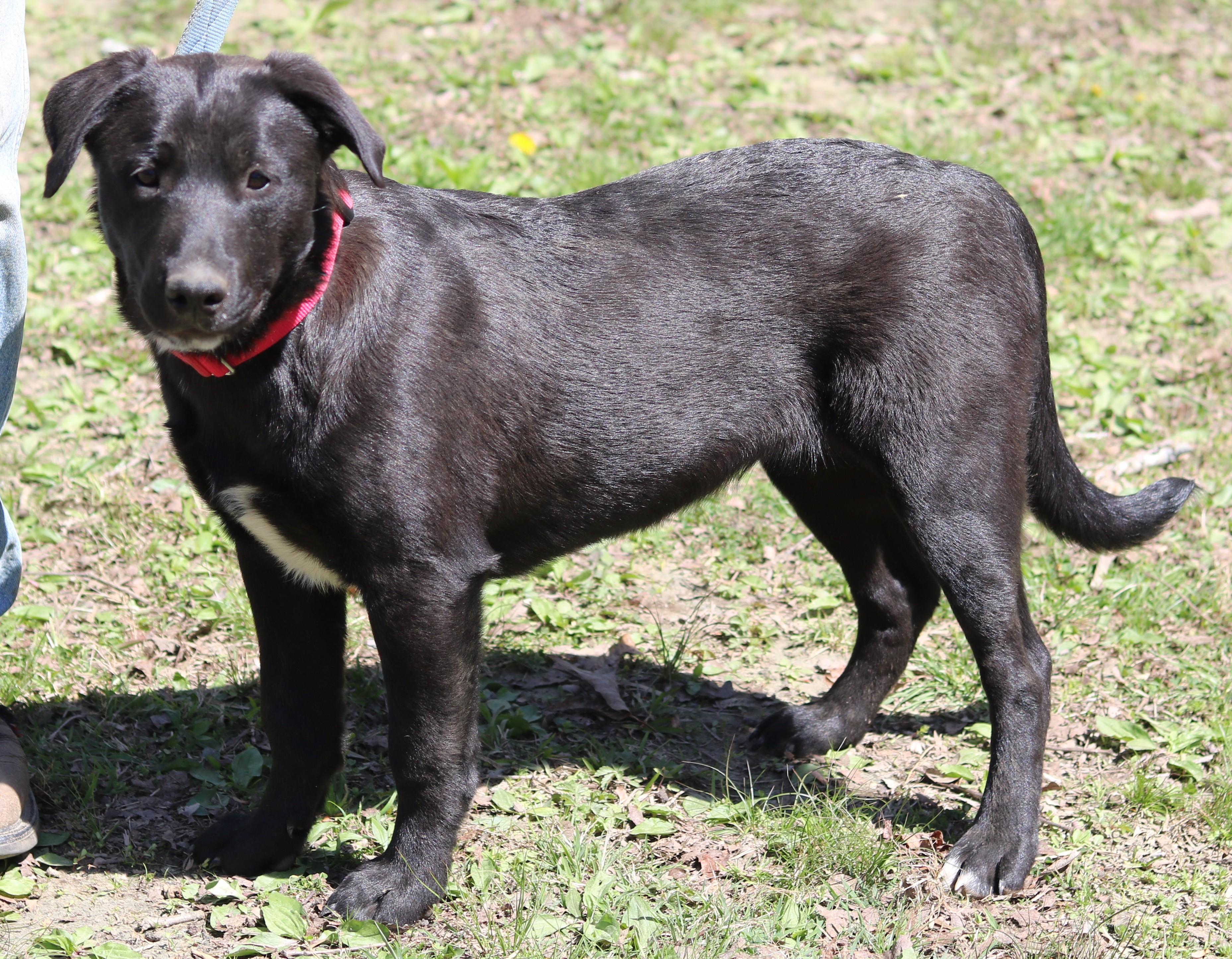 Enlarge Taz, a ADOPTABLE mixed breed in Cedartown, GA image 2/3