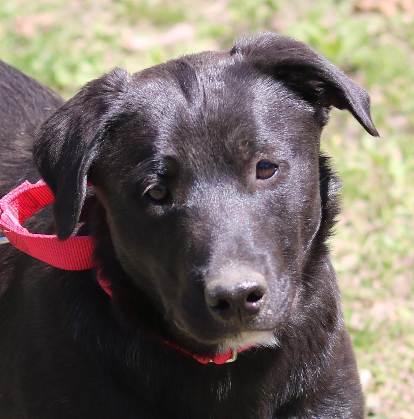 Taz, ADOPTABLE, Young Female Retriever & Shepherd.