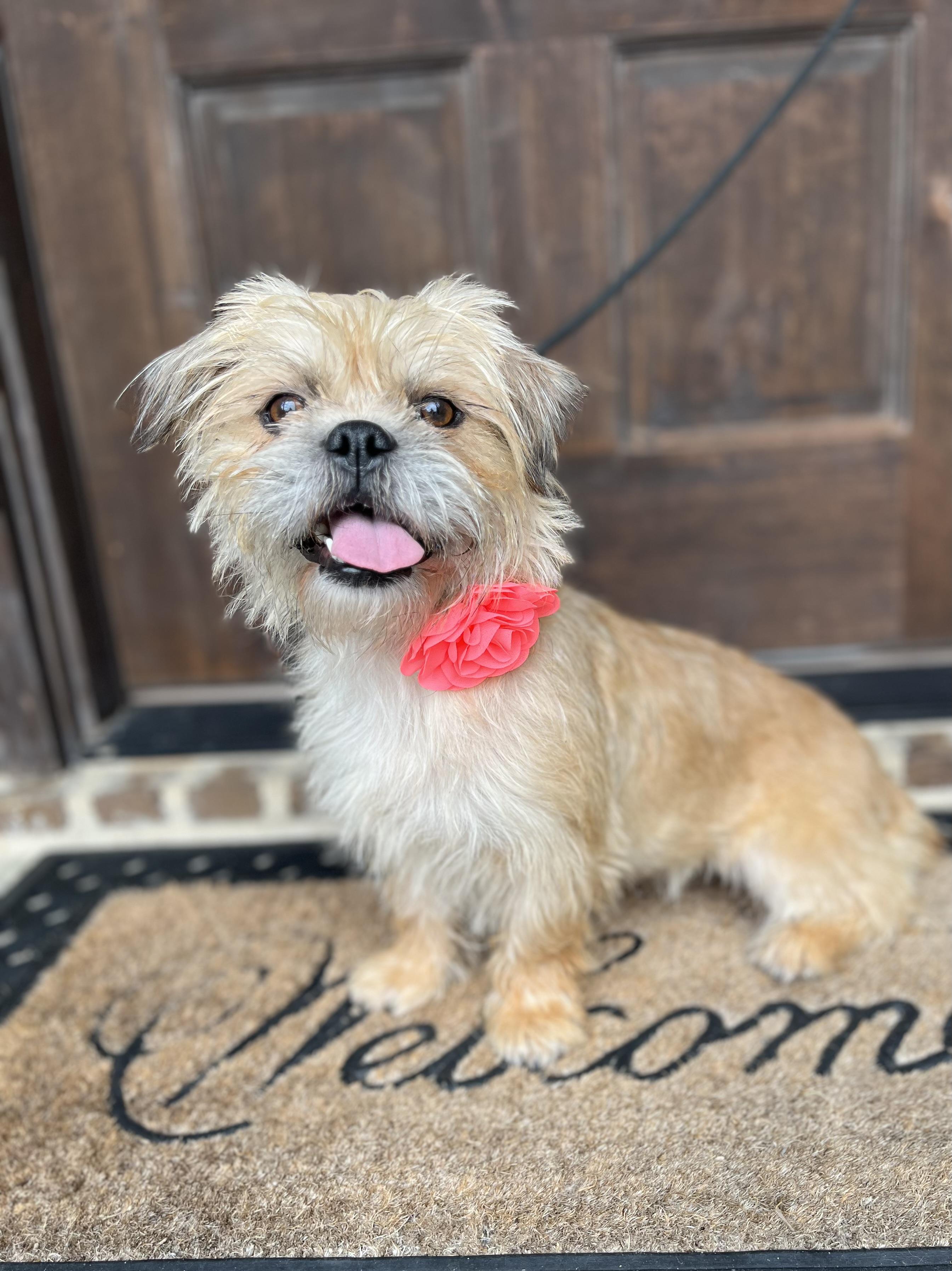 Dolly, a ADOPTABLE mixed breed in Mendham, NJ image 6/6