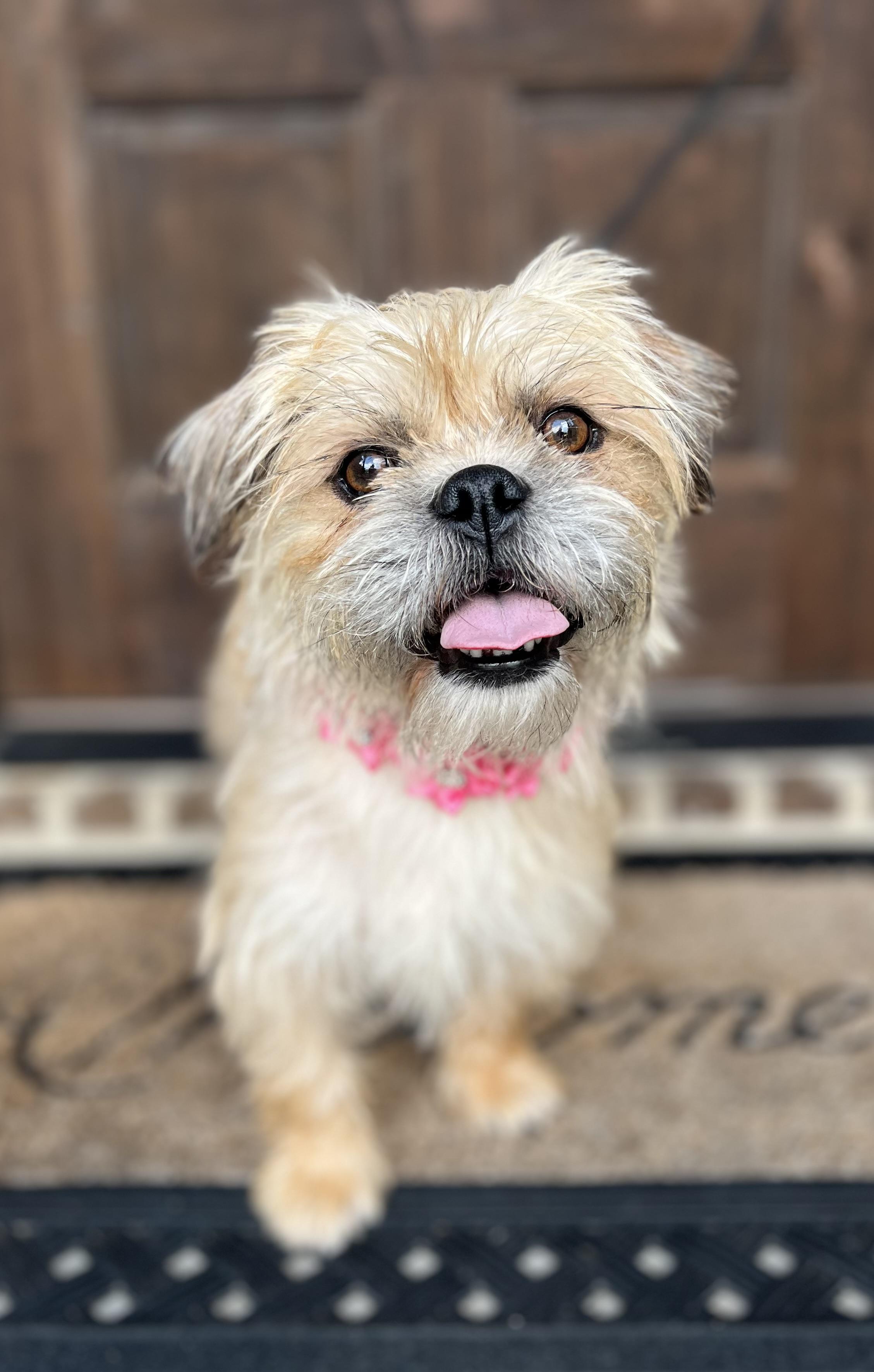 Dolly, a ADOPTABLE mixed breed in Mendham, NJ image 3/6