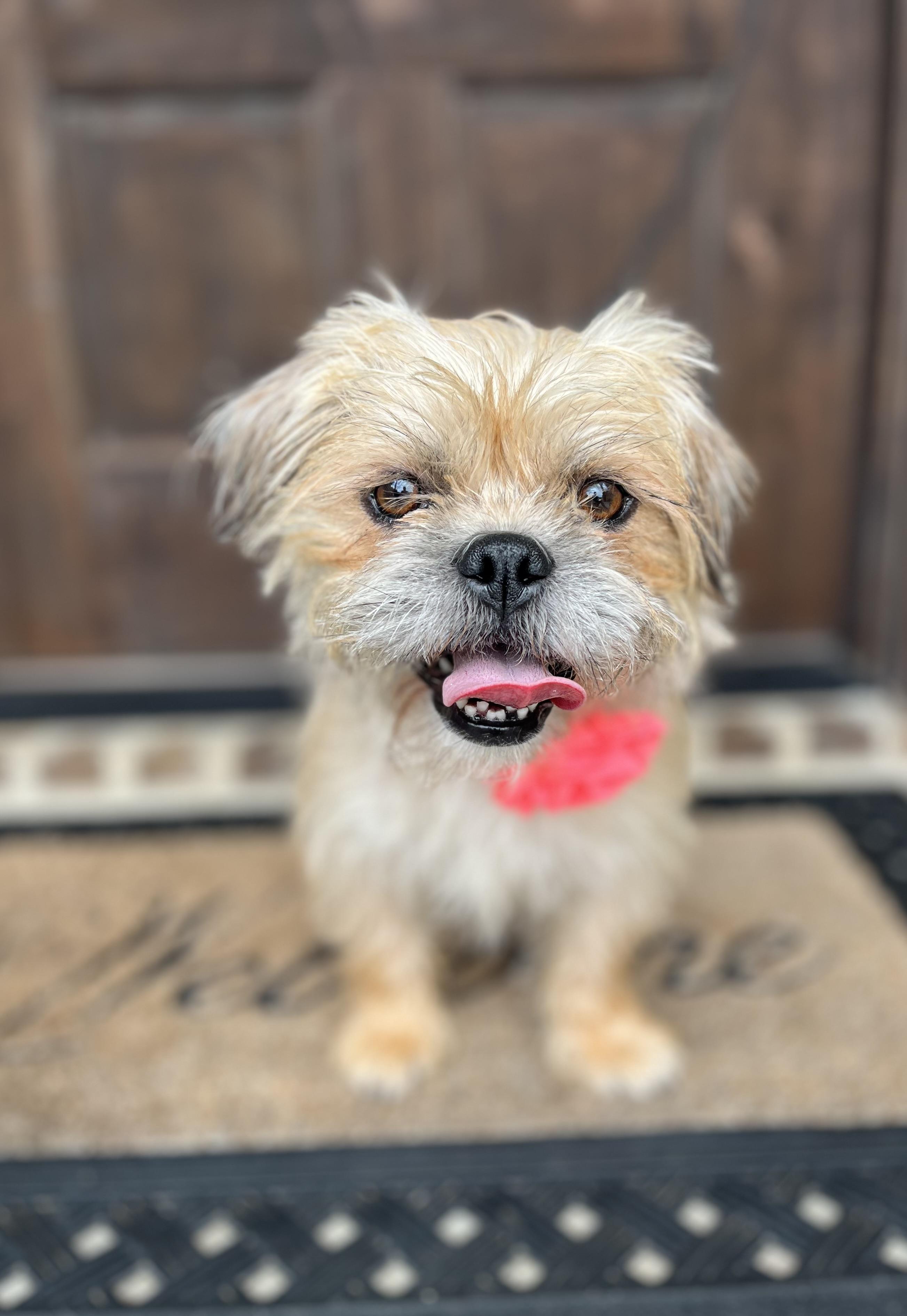 Dolly, a ADOPTABLE mixed breed in Mendham, NJ image 5/6