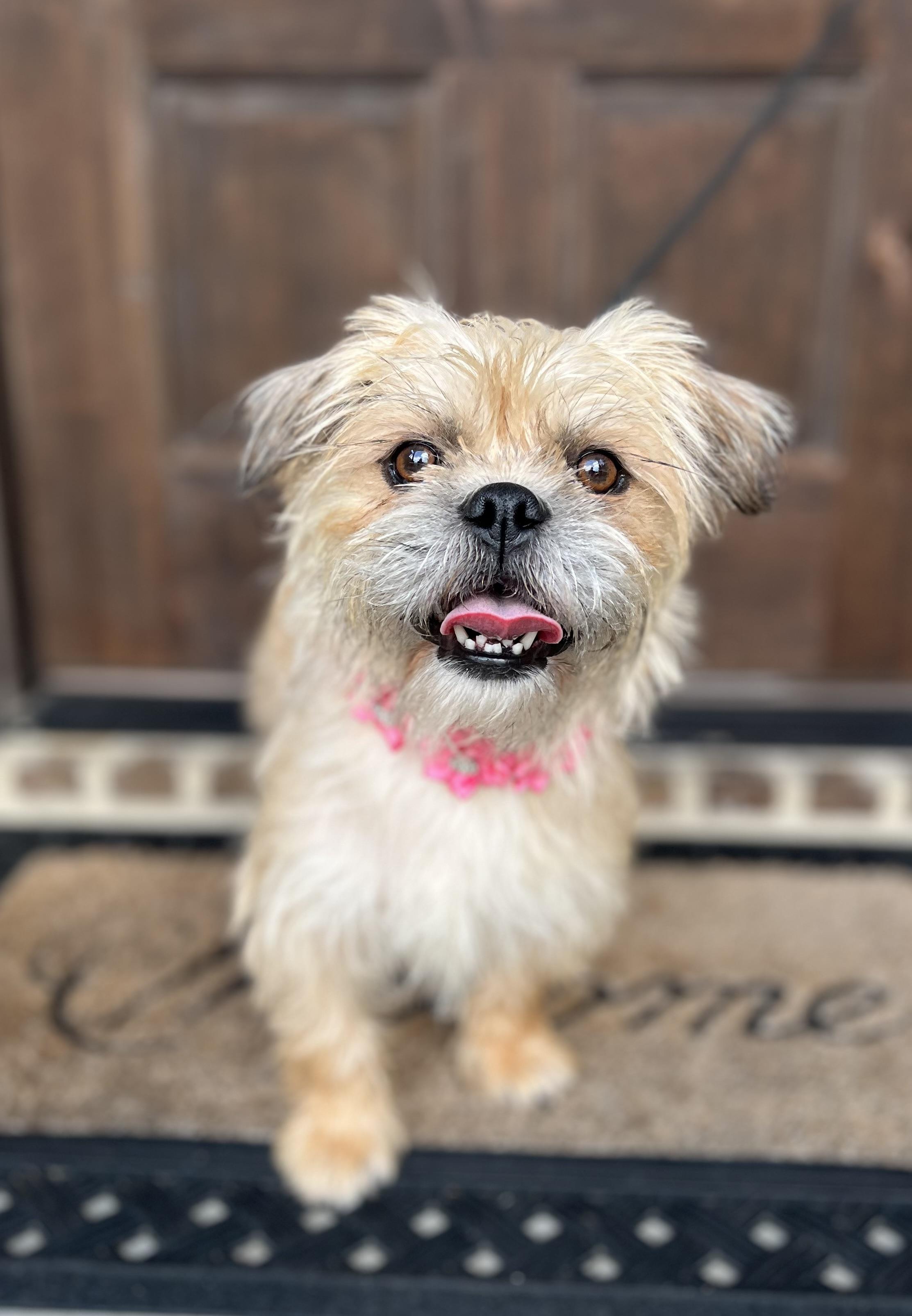Dolly, a ADOPTABLE mixed breed in Mendham, NJ image 1/6