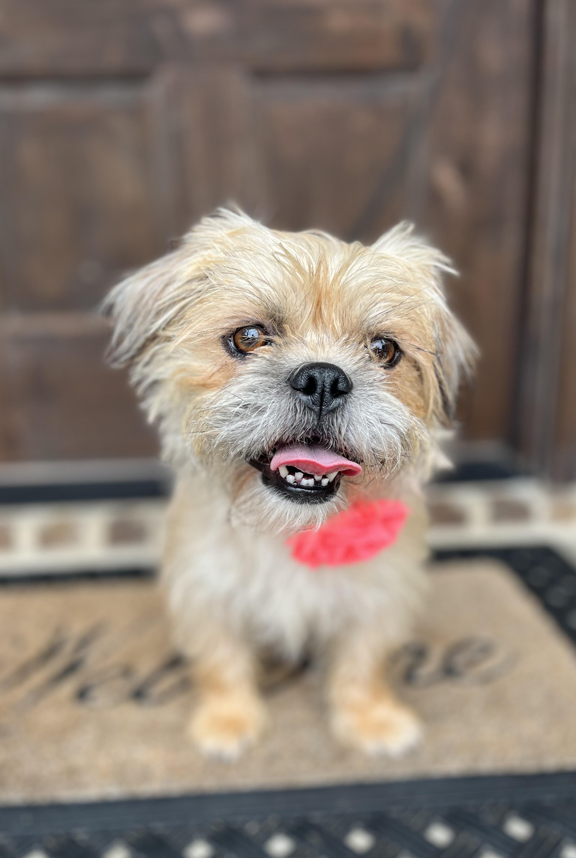 Dolly, a ADOPTABLE mixed breed in Mendham, NJ image 4/6