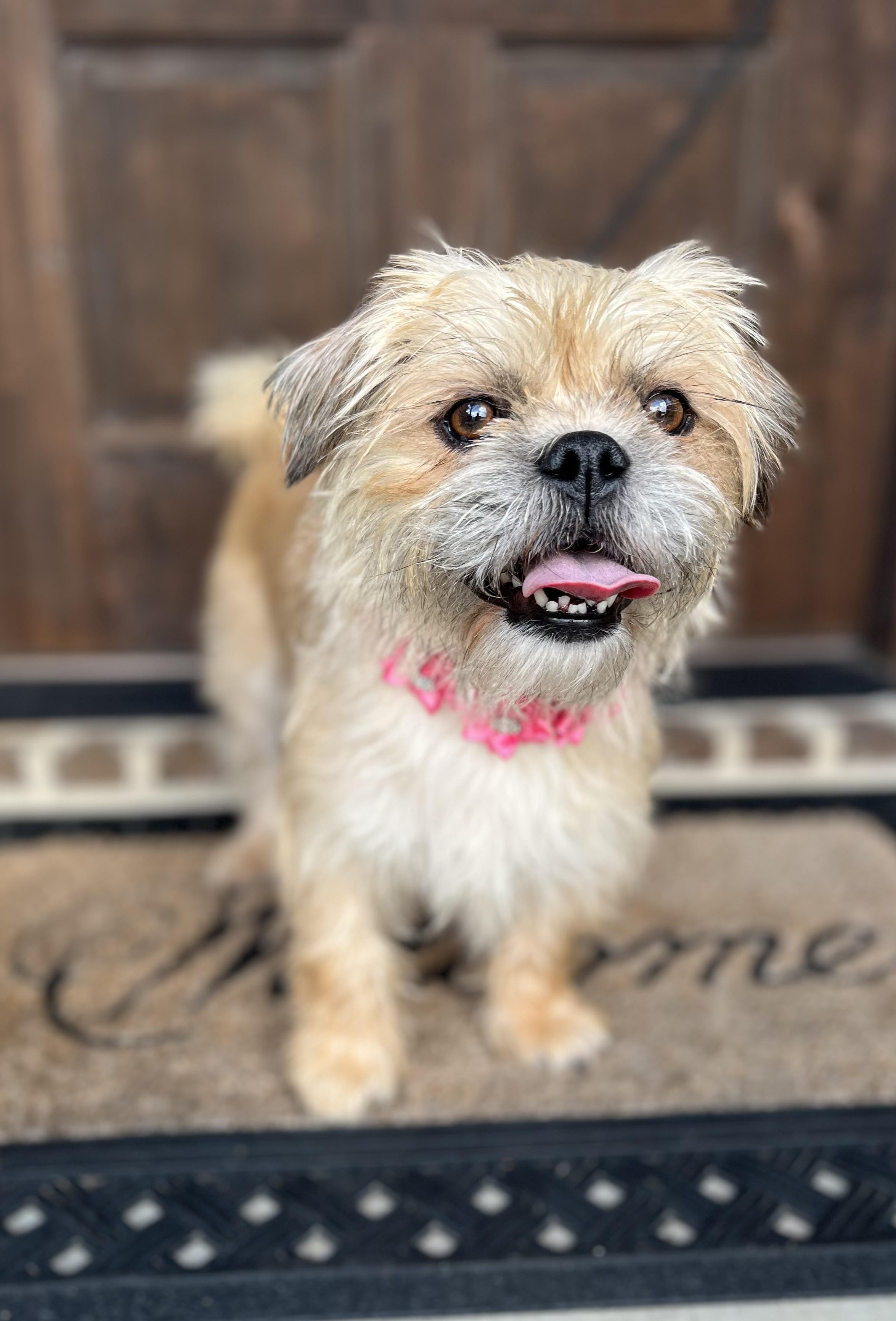 Dolly, a ADOPTABLE mixed breed in Mendham, NJ image 2/6