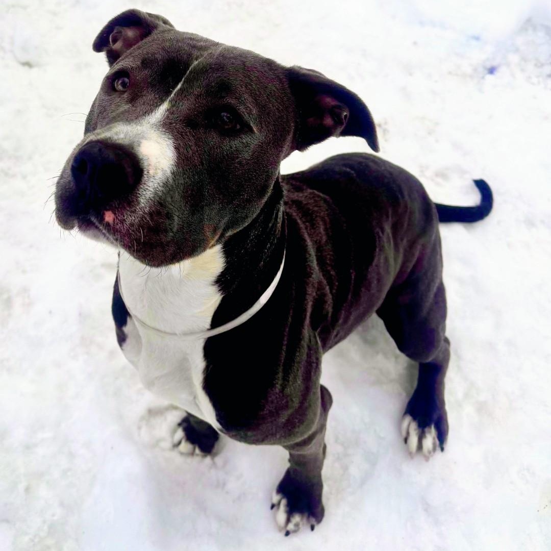Enlarge Lola, a ADOPTABLE Mixed Breed in Brookhaven, NY image 4/4