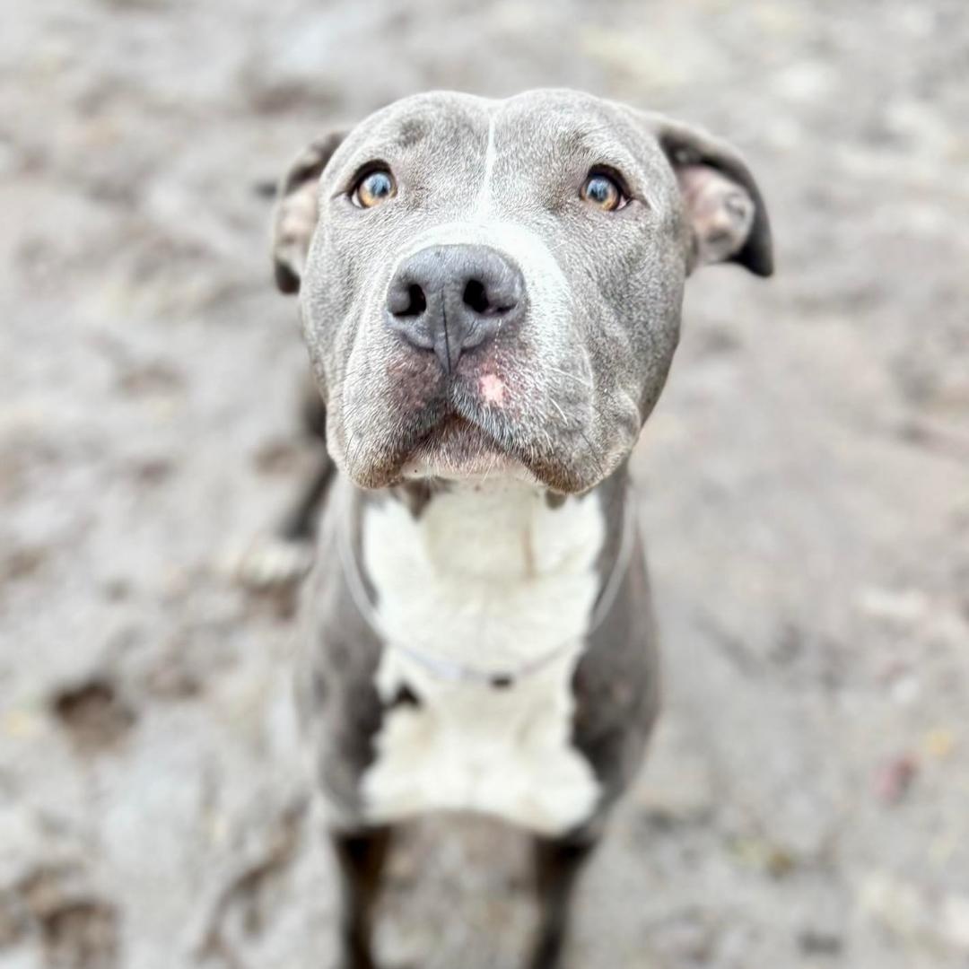 Lola, ADOPTABLE, Young Female Mixed Breed.