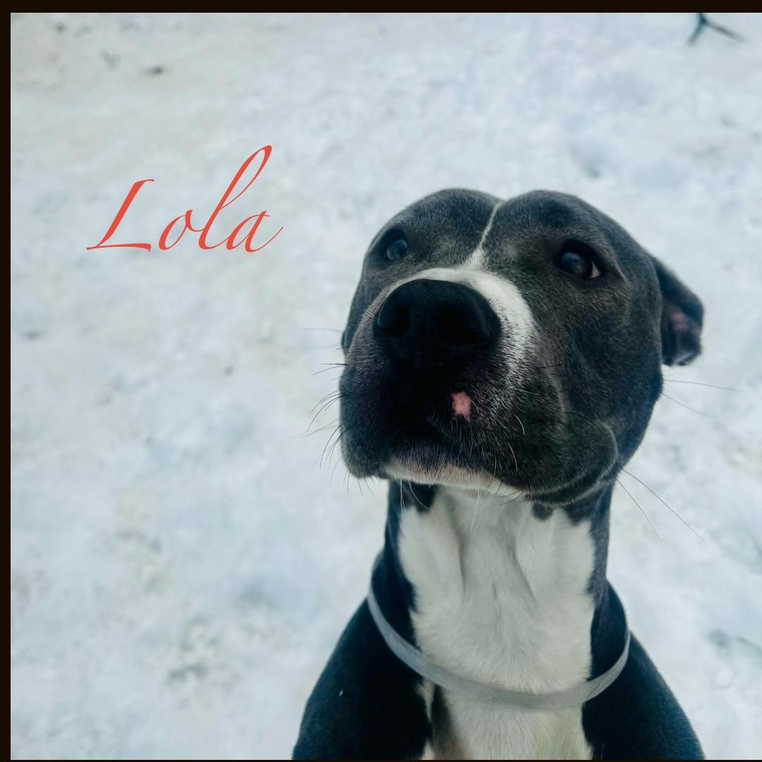 Enlarge Lola, a ADOPTABLE Mixed Breed in Brookhaven, NY image 2/4