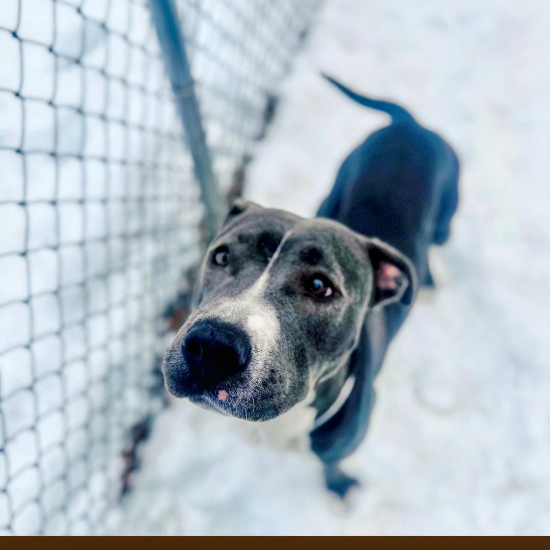 Enlarge Lola, a ADOPTABLE Mixed Breed in Brookhaven, NY image 3/4