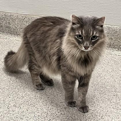 Gandalf the Grey, adopted, Adult Male Domestic Long Hair.