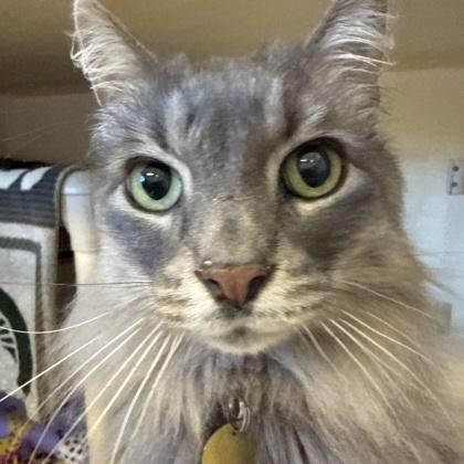Enlarge Gandalf the Grey, an adopted mixed breed in Lansing, MI image 2/2