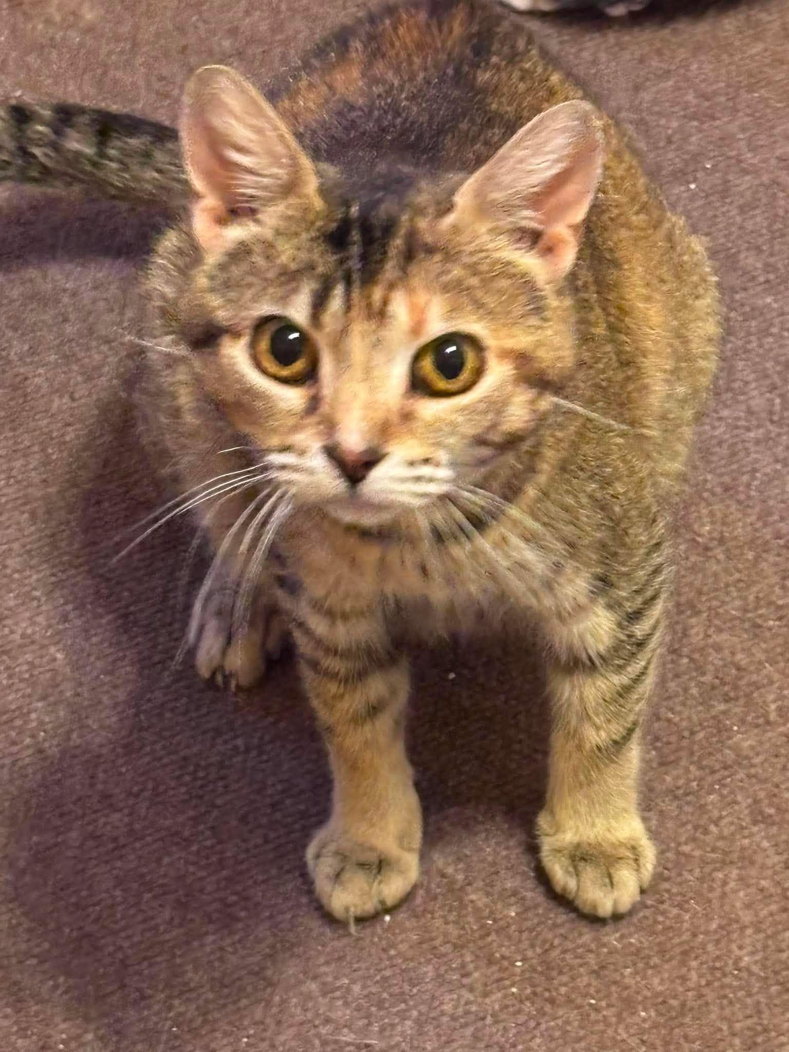 Enlarge MAISIE, a Adoptable Domestic Short Hair in Tillsonburg, ON image 2/3