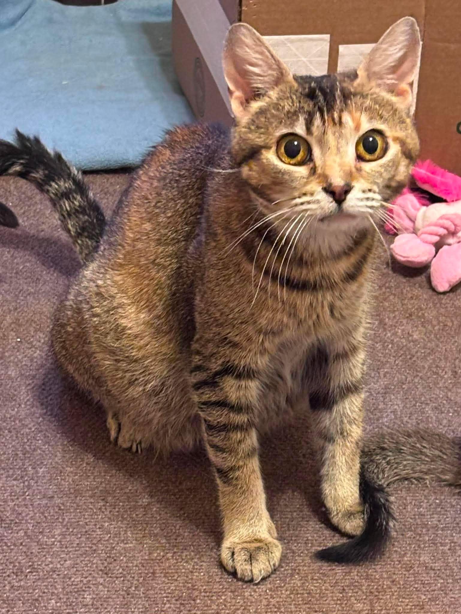 Enlarge MAISIE, a Adoptable Domestic Short Hair in Tillsonburg, ON image 1/3