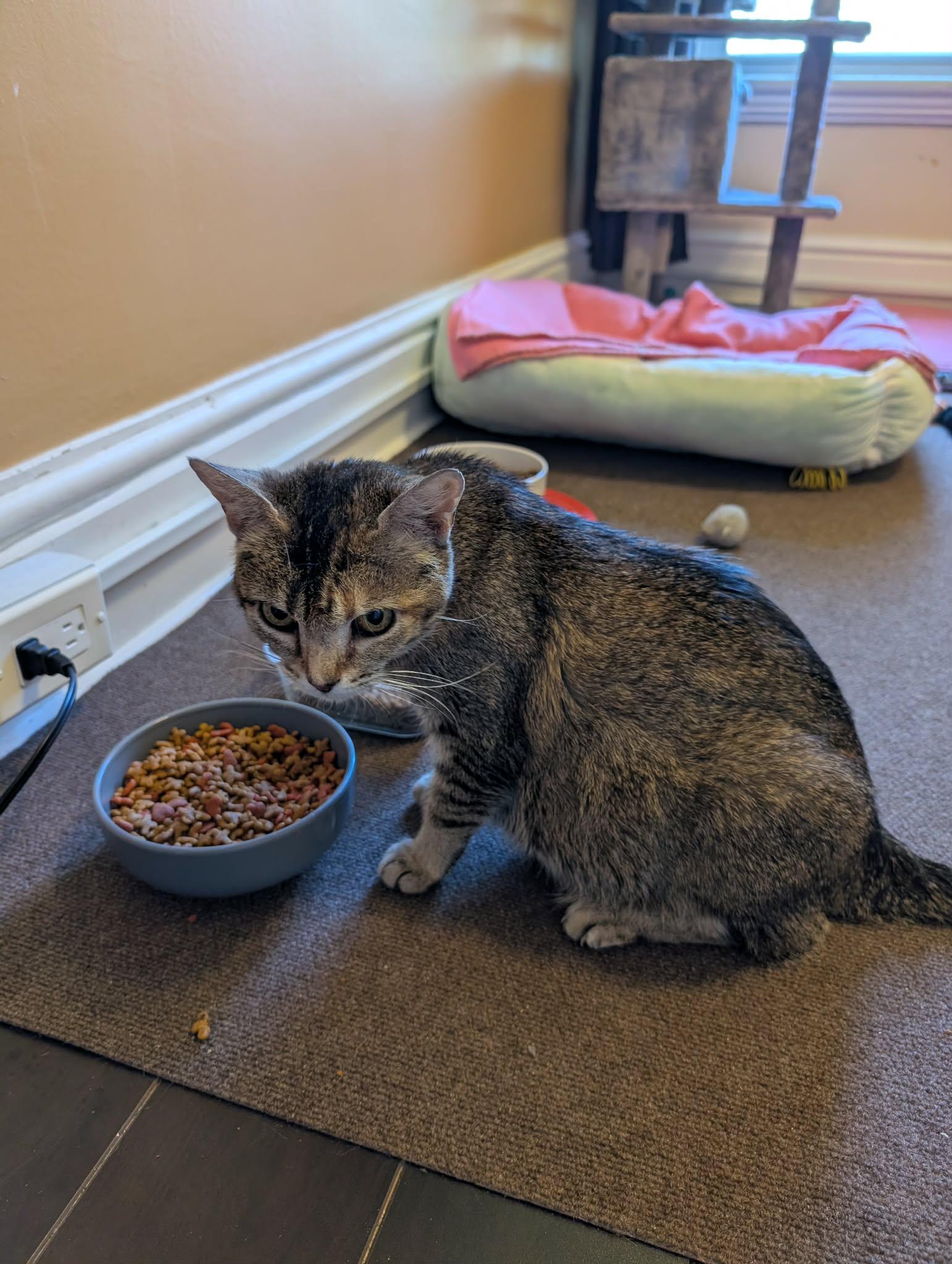 Enlarge MAISIE, a Adoptable Domestic Short Hair in Tillsonburg, ON image 3/3